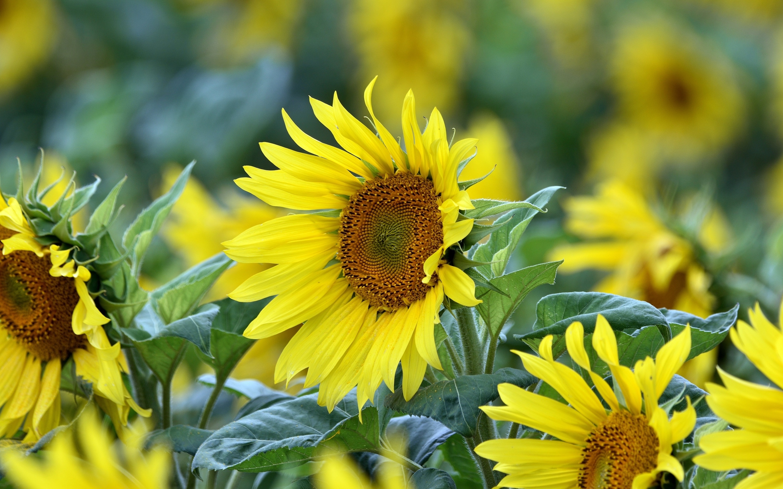 Желтые цветы подсолнуха на поле крупным планом