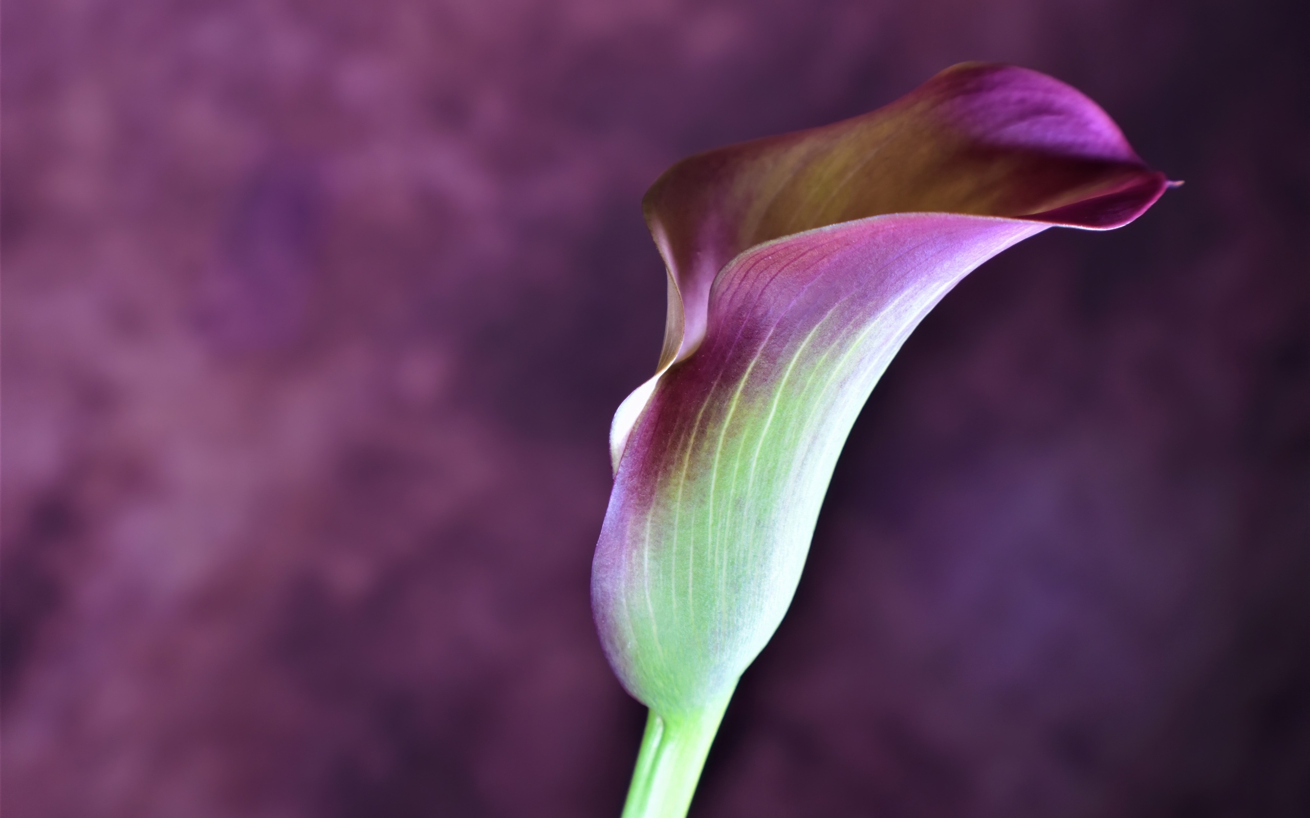 Цветок калла крупным планом