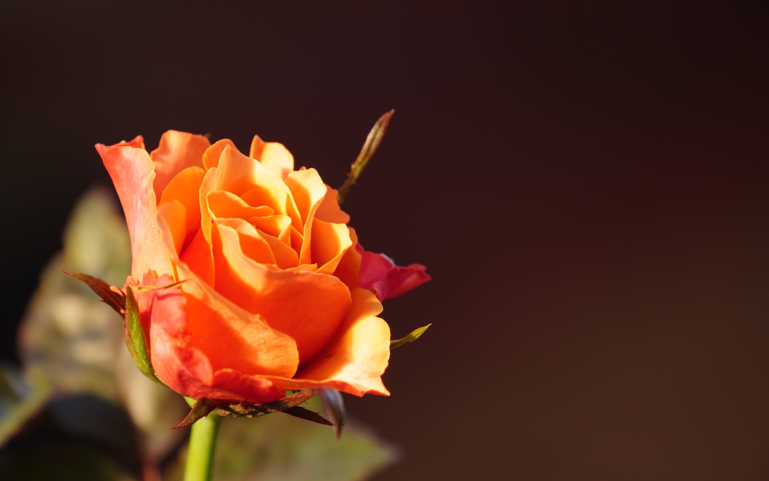 Оранжевая роза в лучах солнца