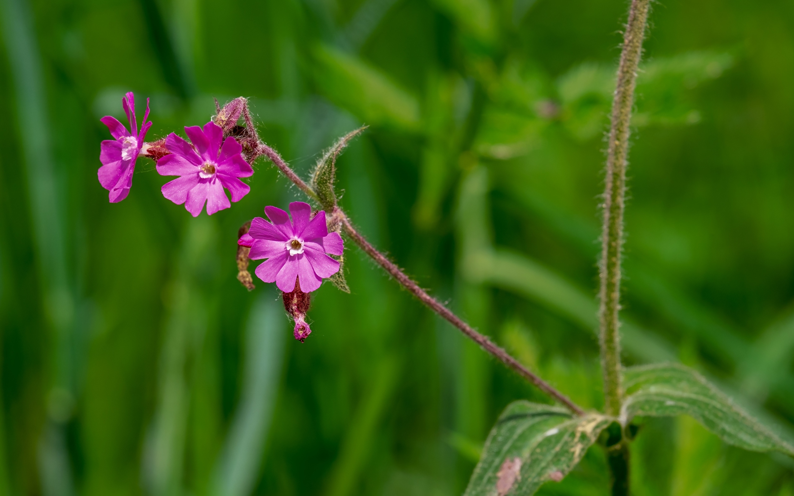 Розовые цветы полевой гвоздики