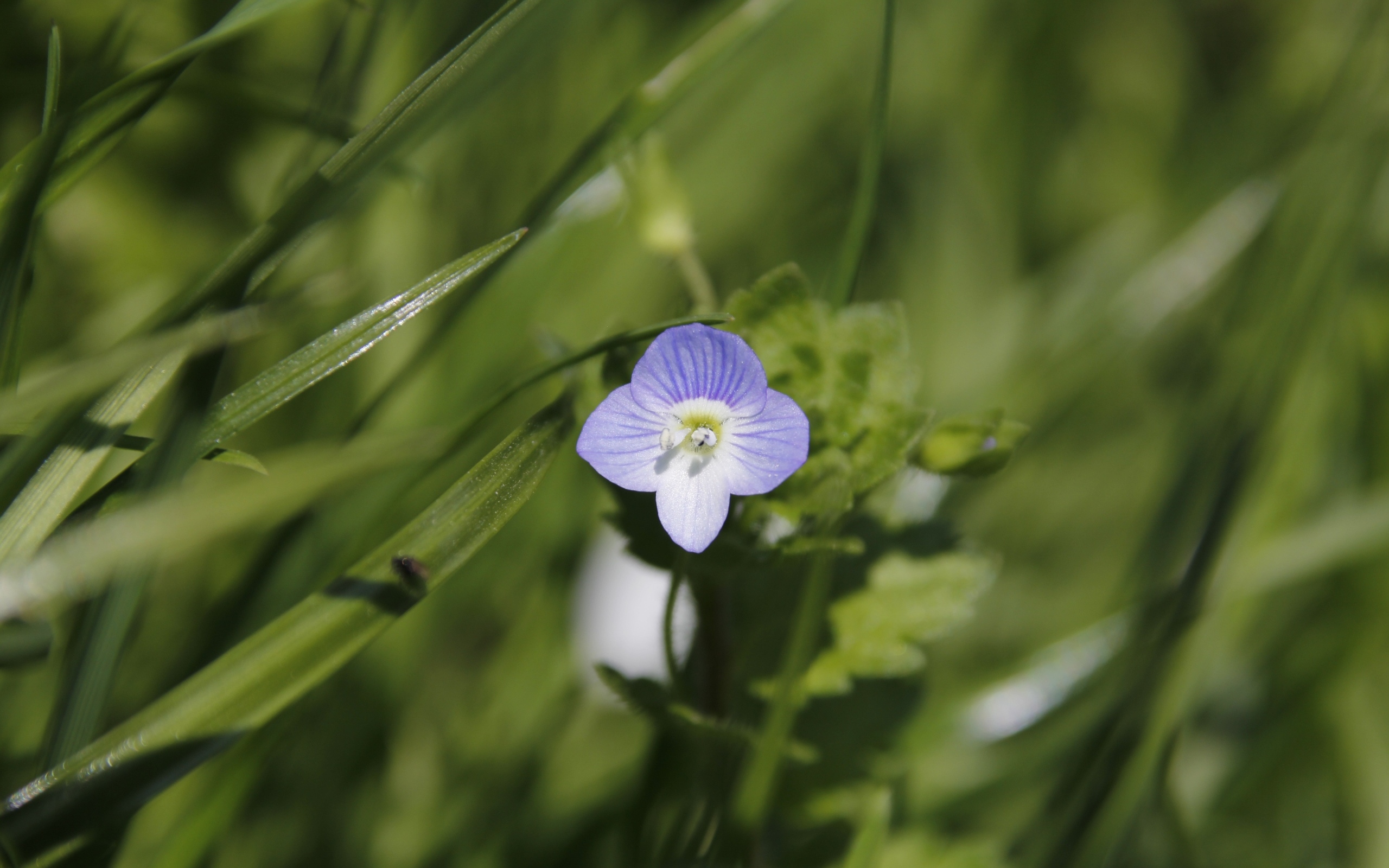 Маленький фиолетовый цветок гипсофилы