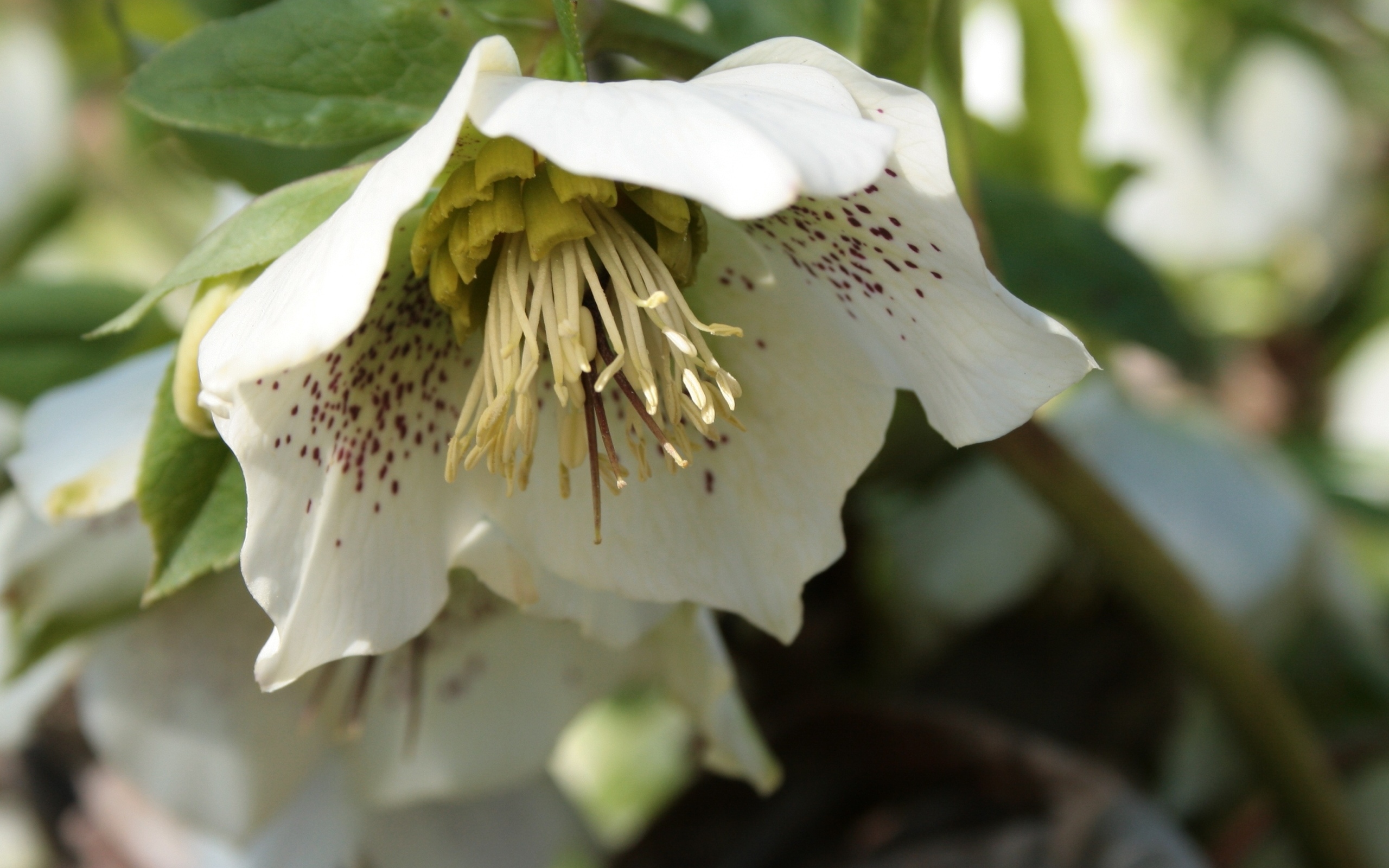 Пятнистый белый цветок морозник