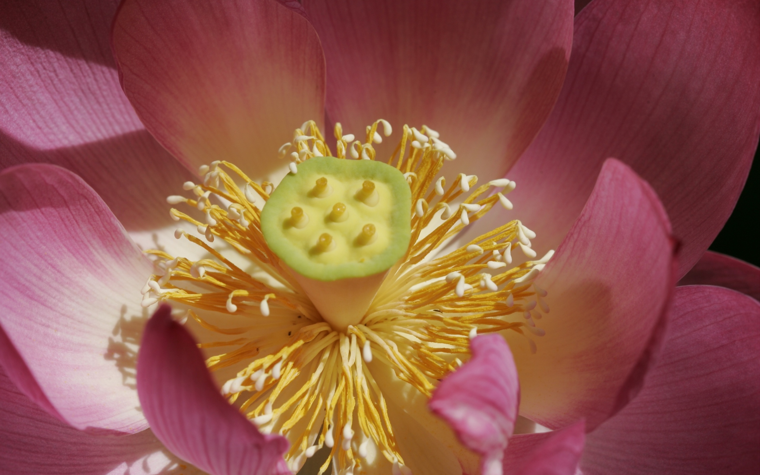 Желтая середина цветка лотоса крупным планом