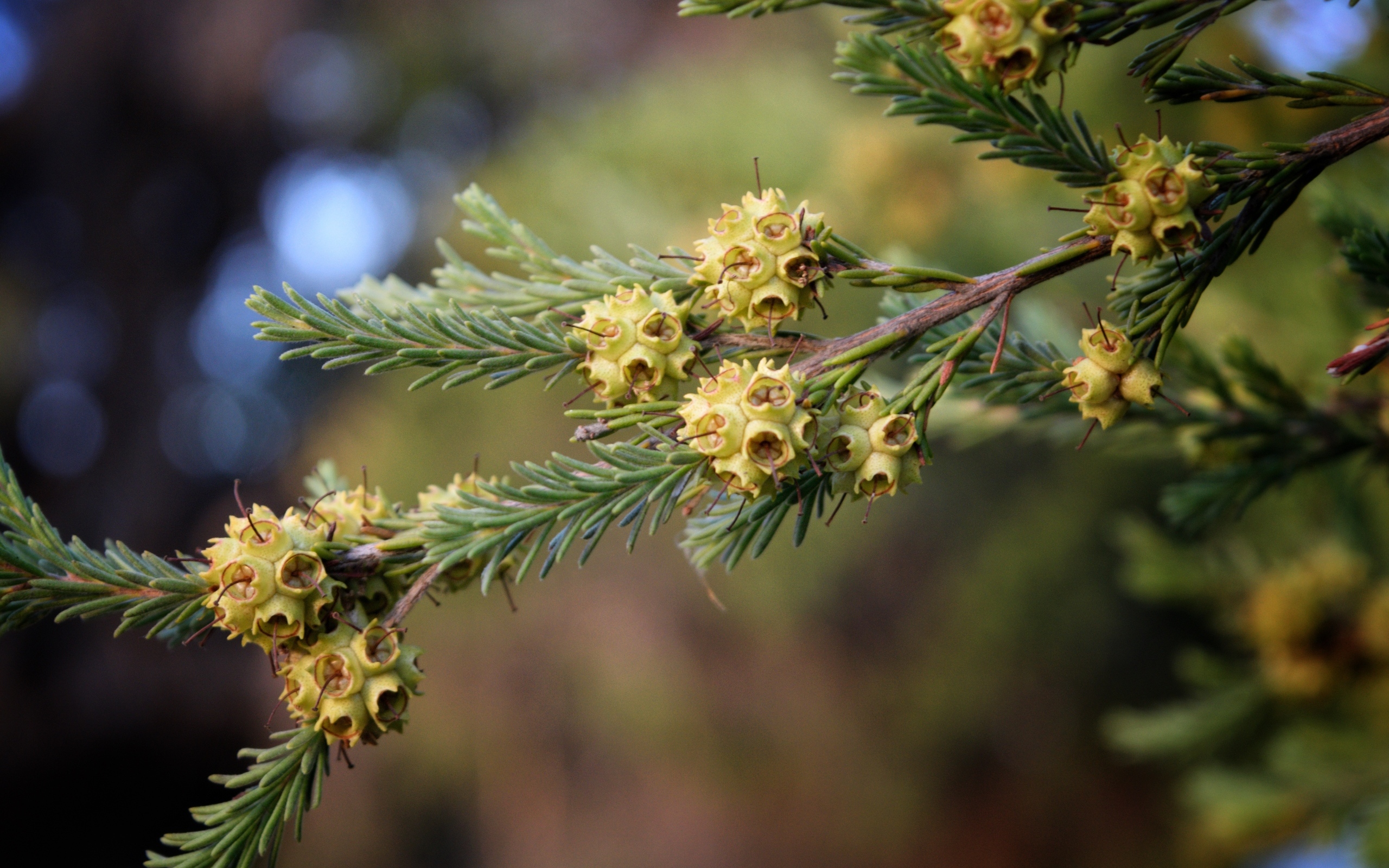 Зеленая ветка ели с семенами