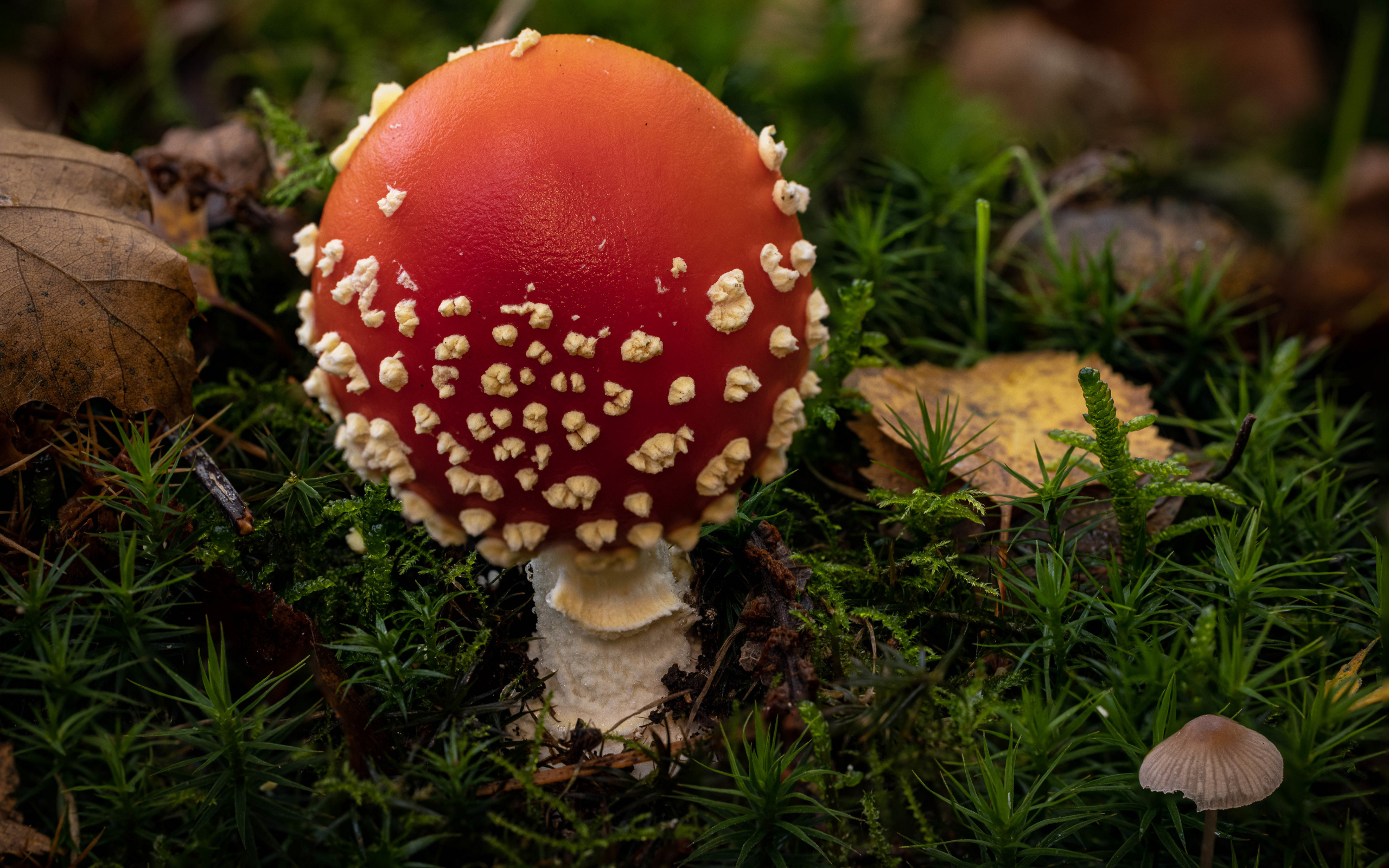 Красный гриб мухомор с белыми точками