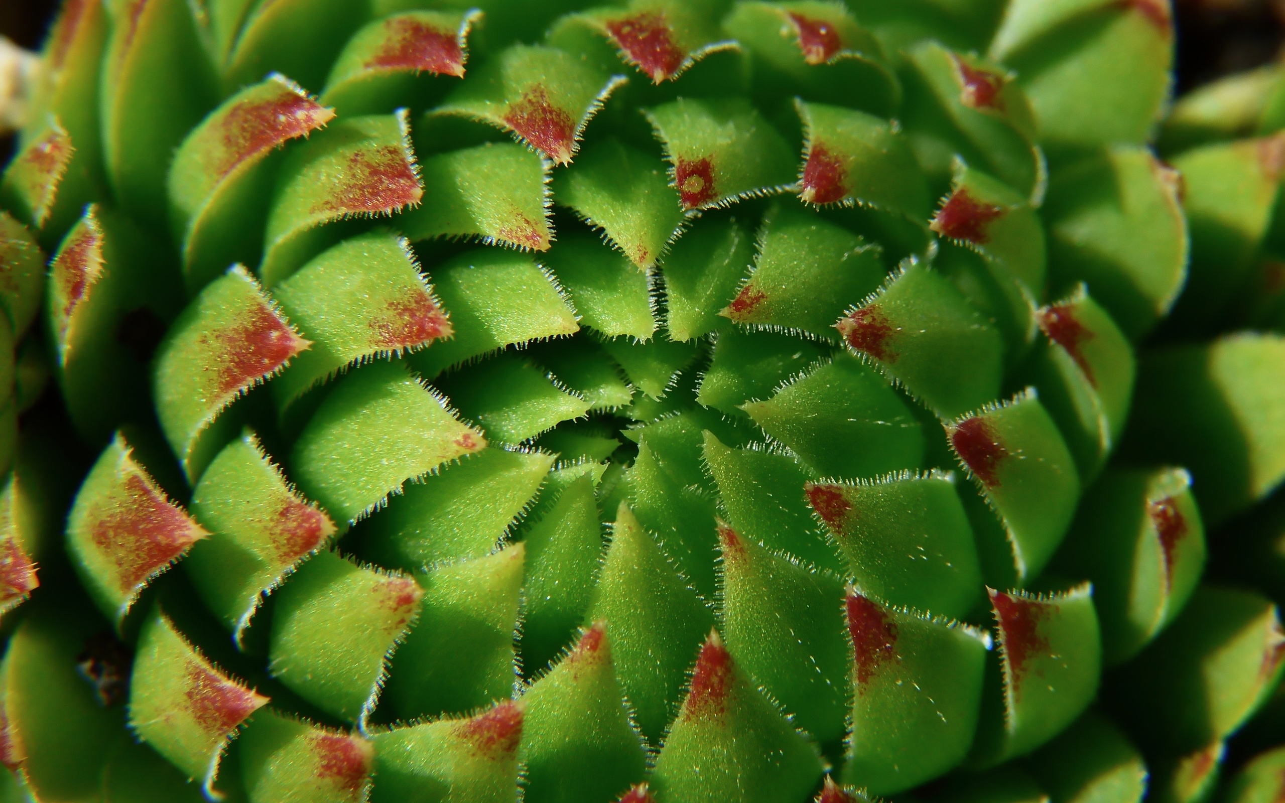 Красивый зеленый артишок крупным планом