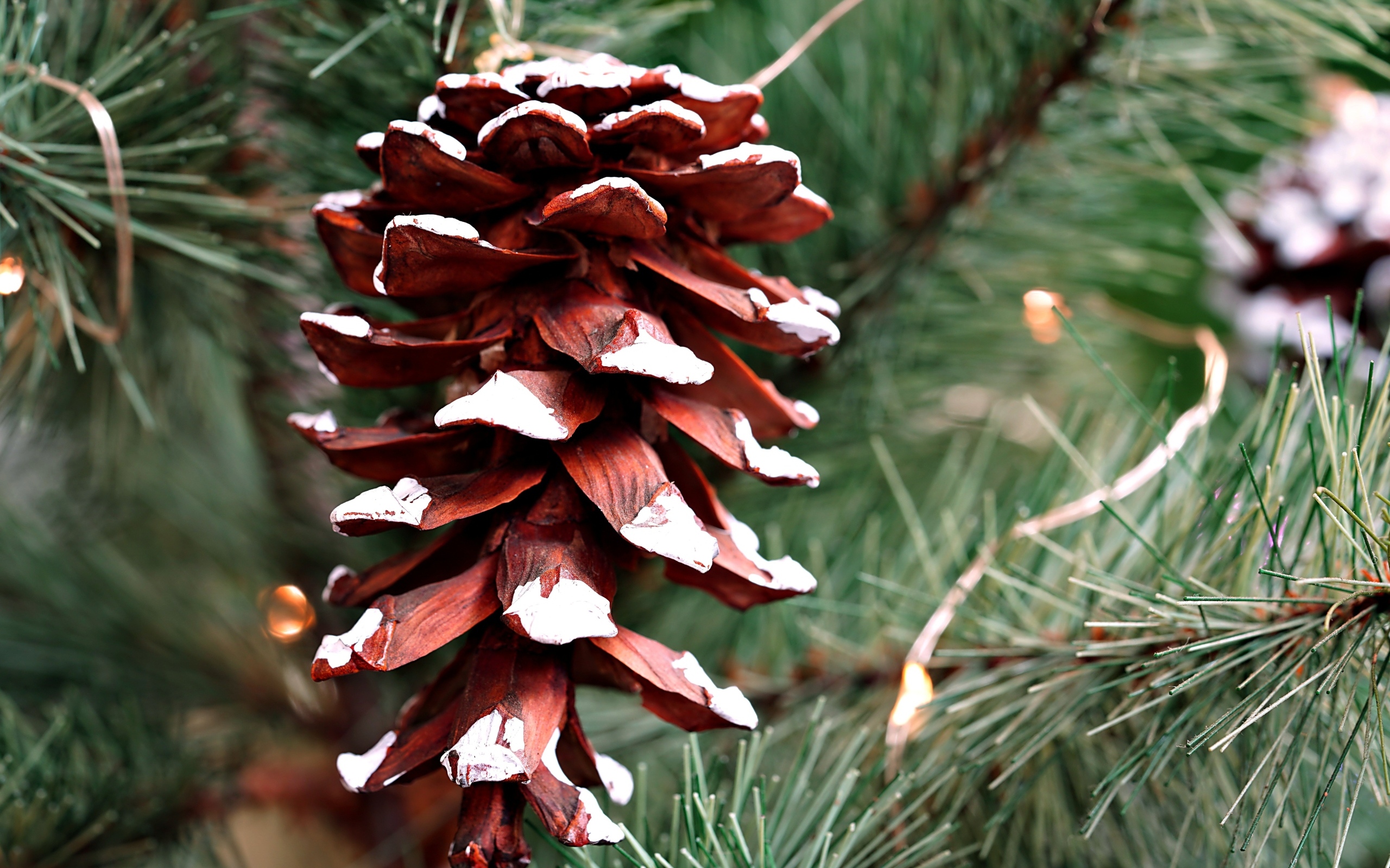 Большая коричневая шишка на еловой ветке