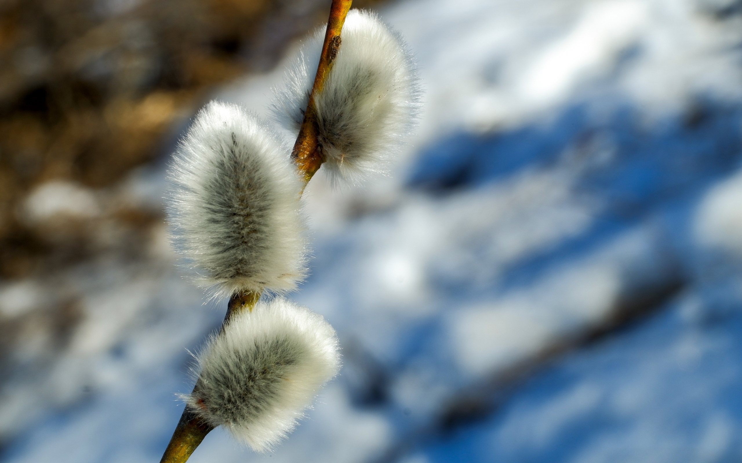 Пушистая веточка вербы крупным планом