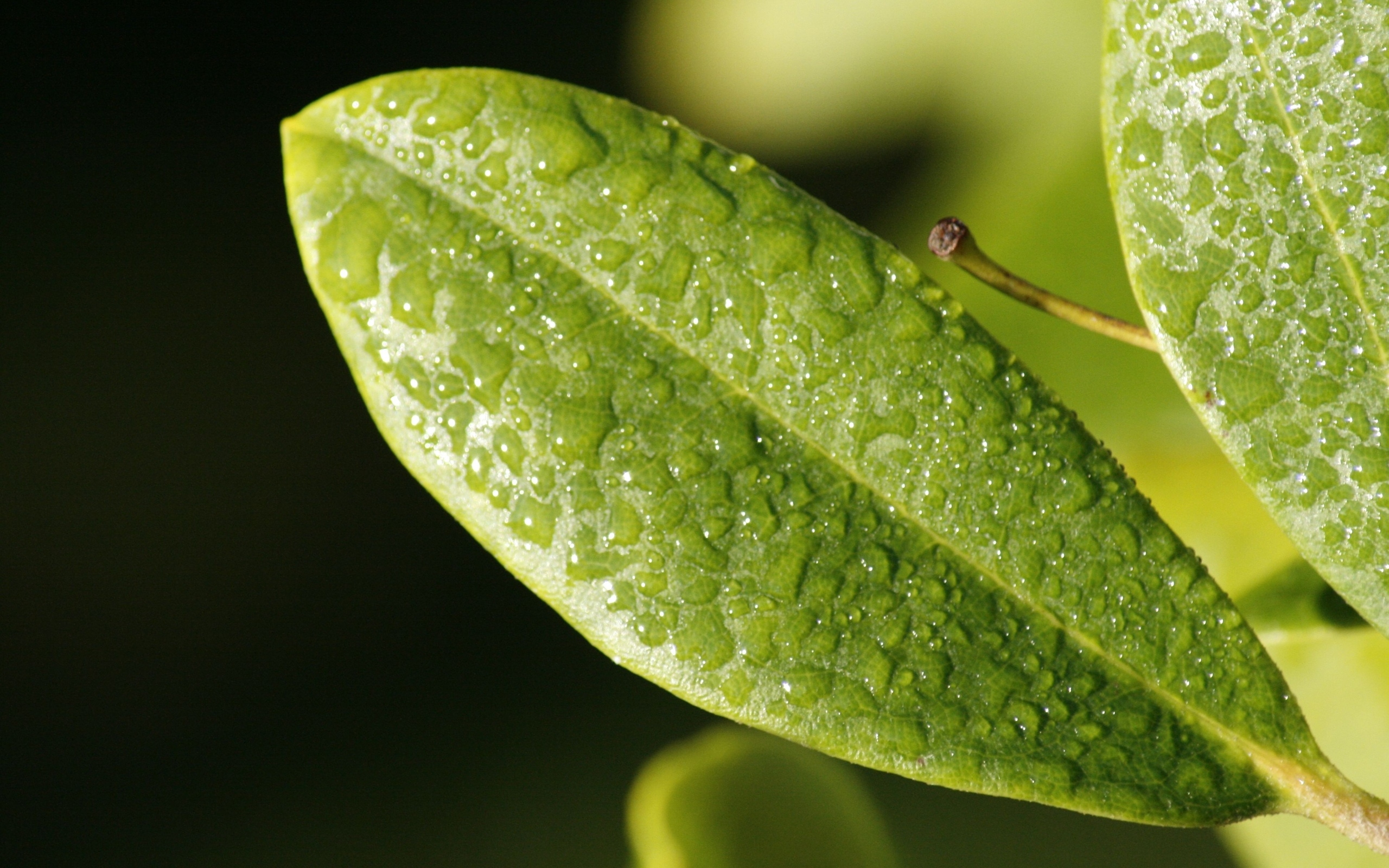 Зеленый лист растения в каплях воды крупным планом