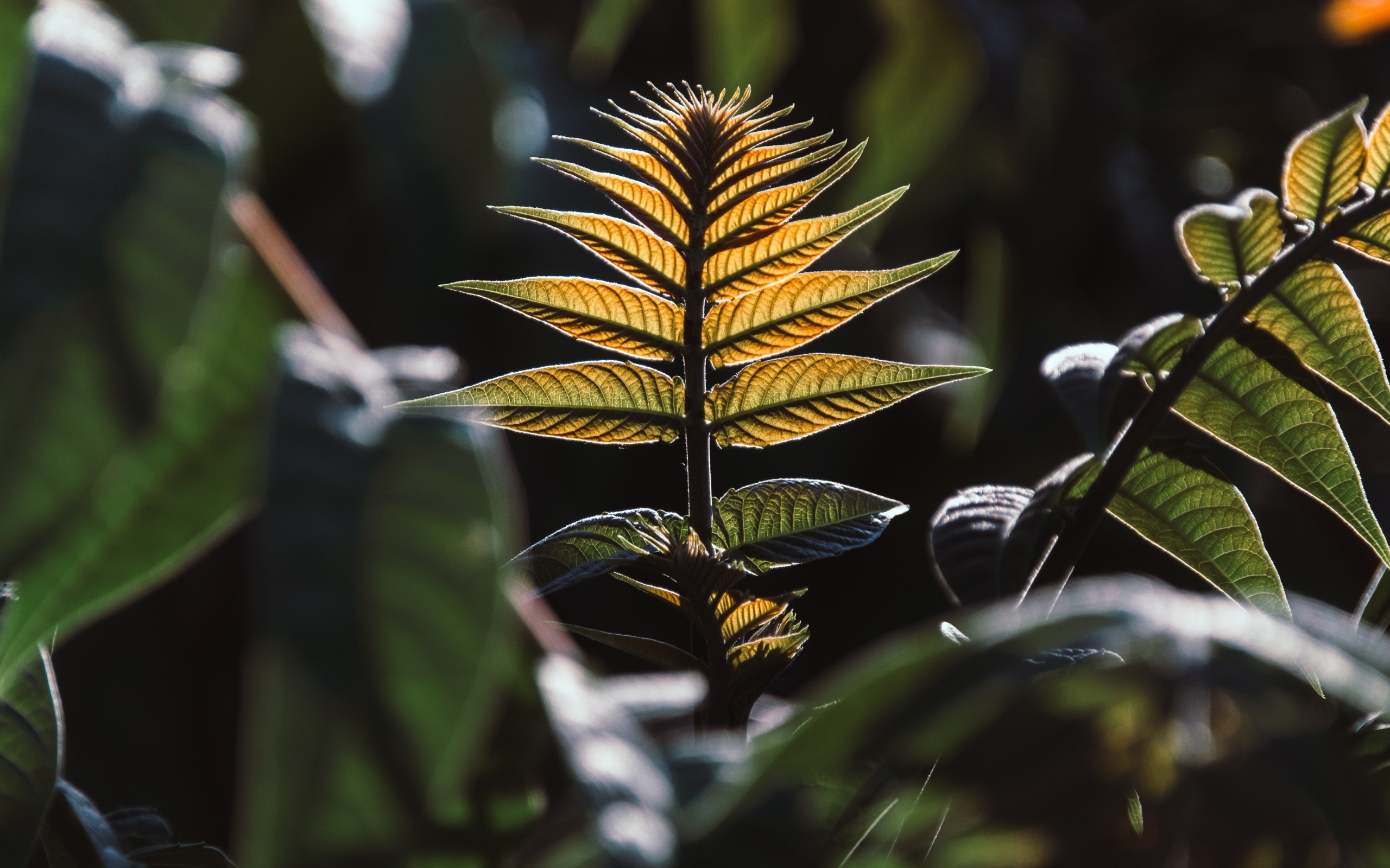 Зеленые листья в лучах солнца 