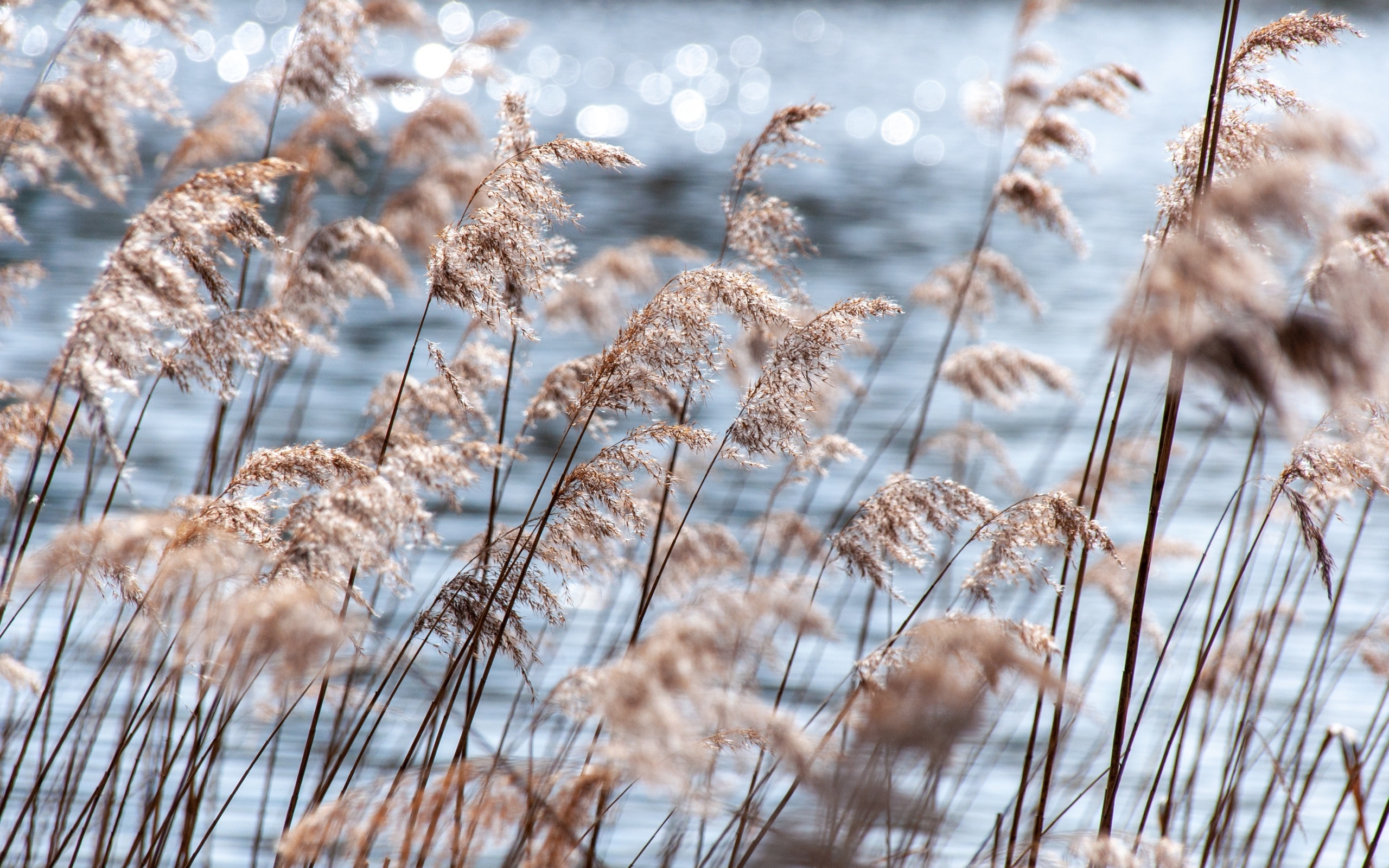 Пампасная трава растет у воды