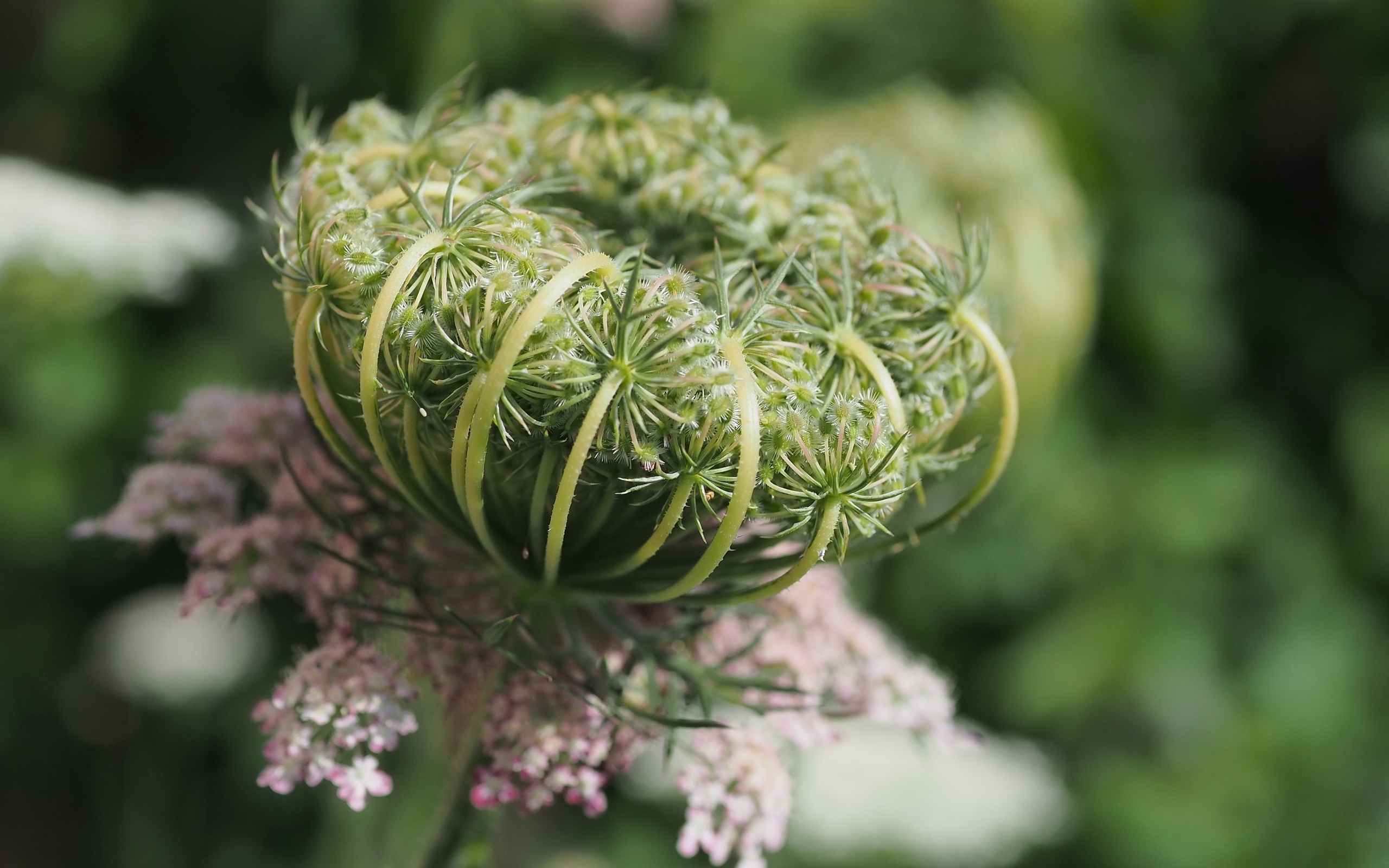 Зонтик полевого растения крупным планом