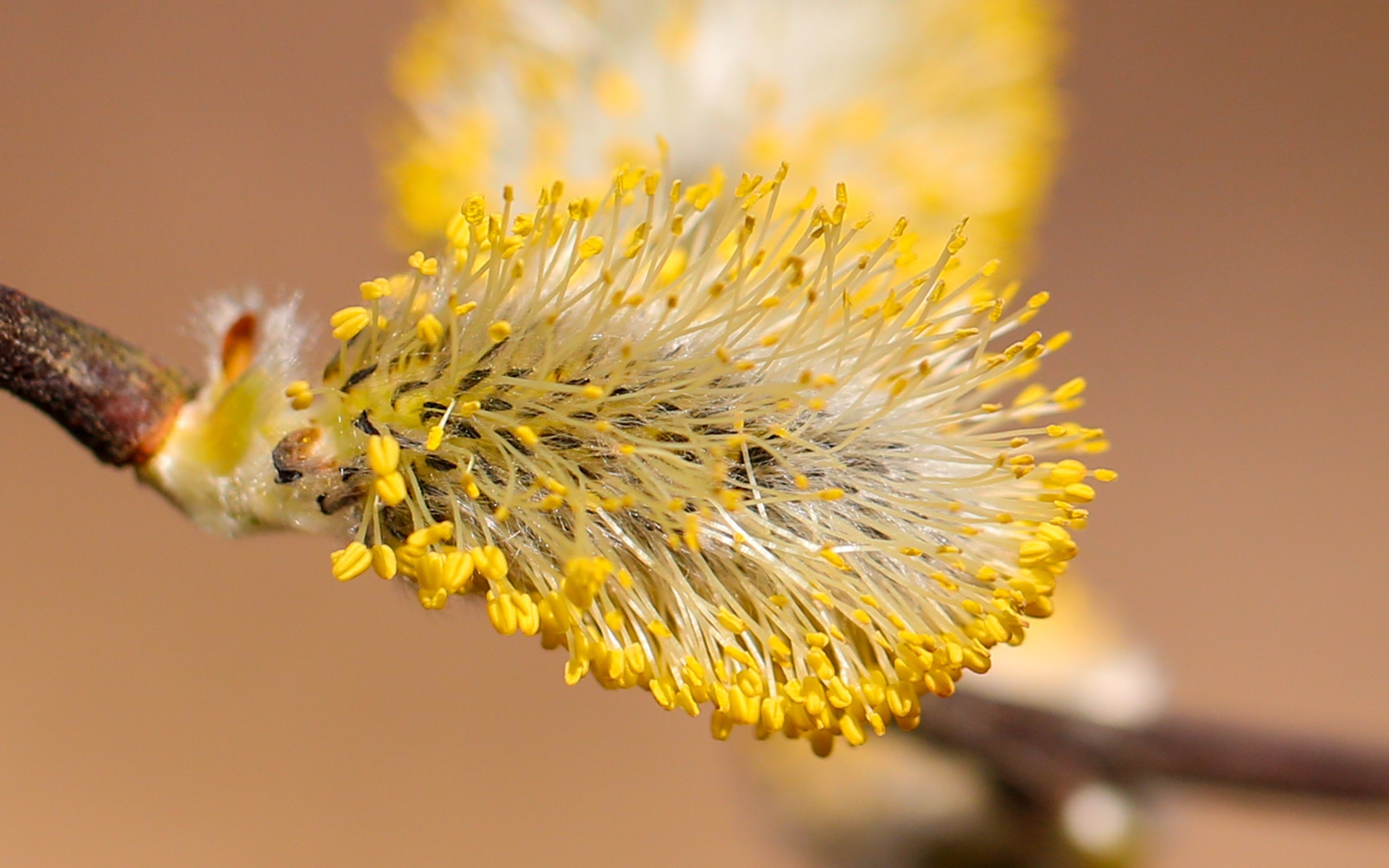 Распускается ива на дереве весной