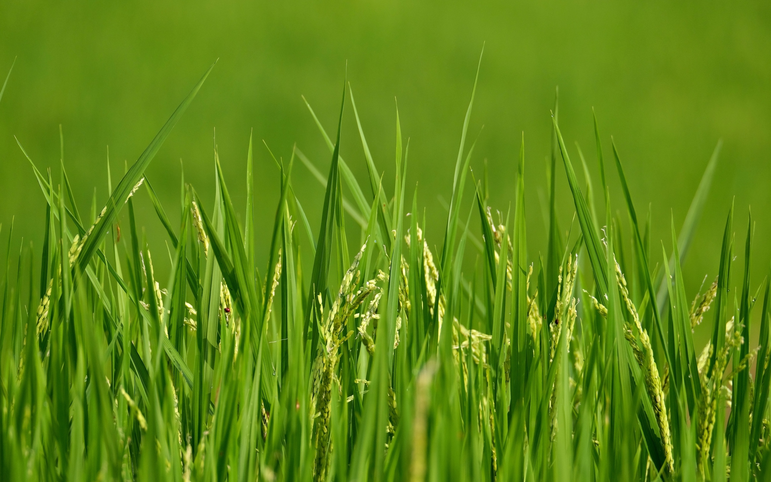 Молодая зеленая трава с колосками