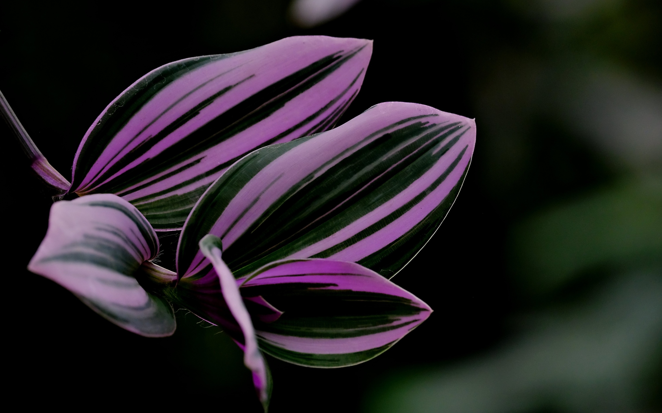 Красивый лист комнатного растения