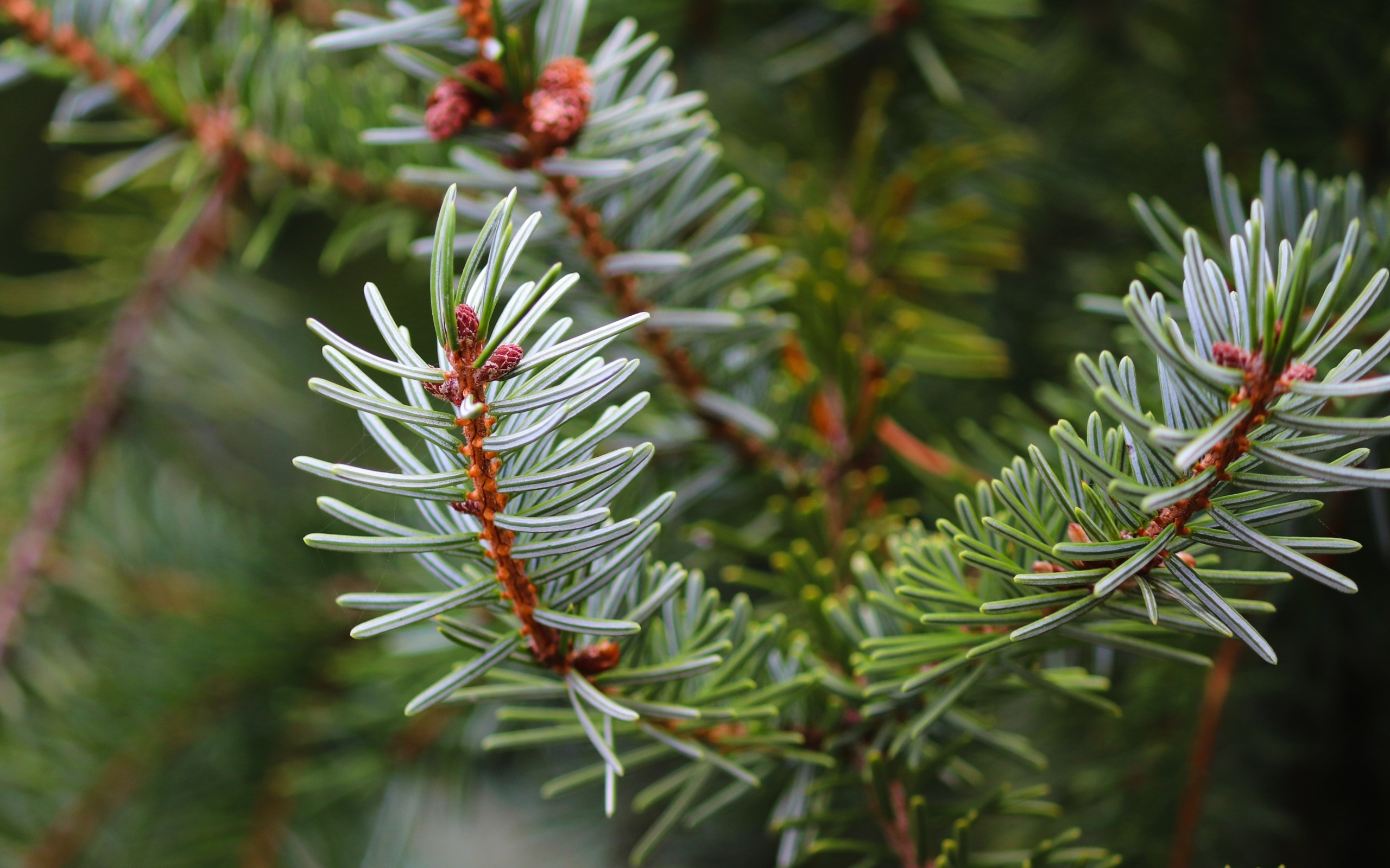 Колючая зеленая еловая ветка