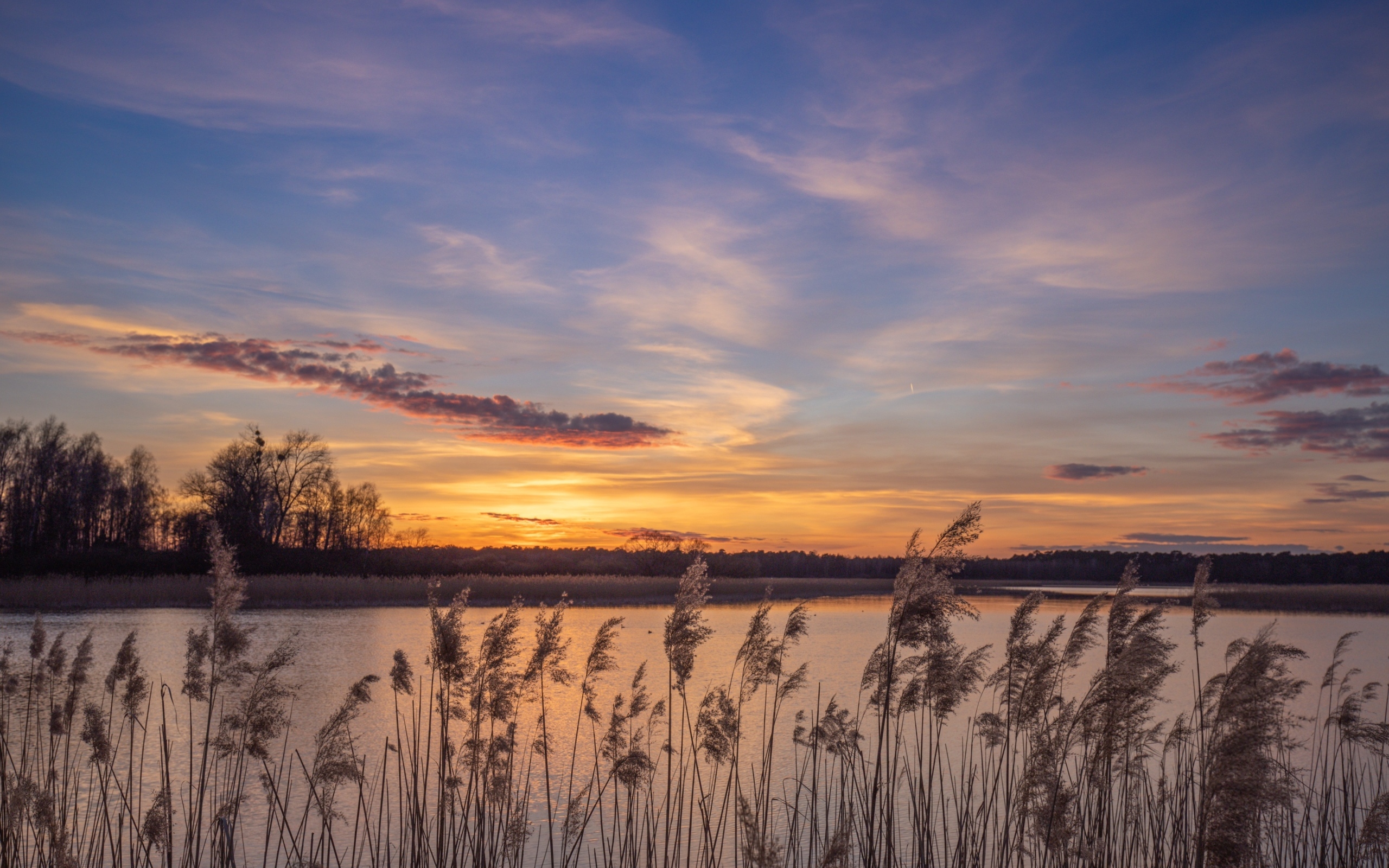 Камыши на берегу озера на рассвете