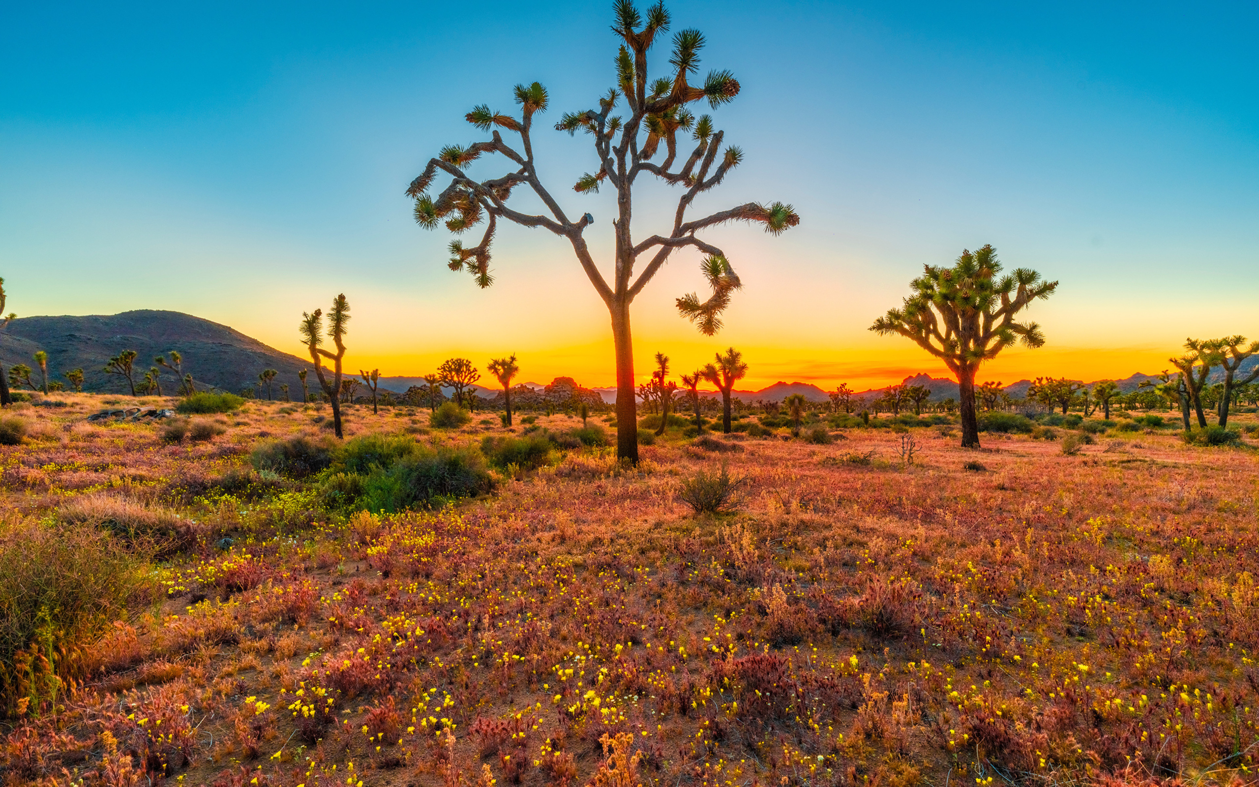 Закат солнца в национальном парке Джошуа-Три, США