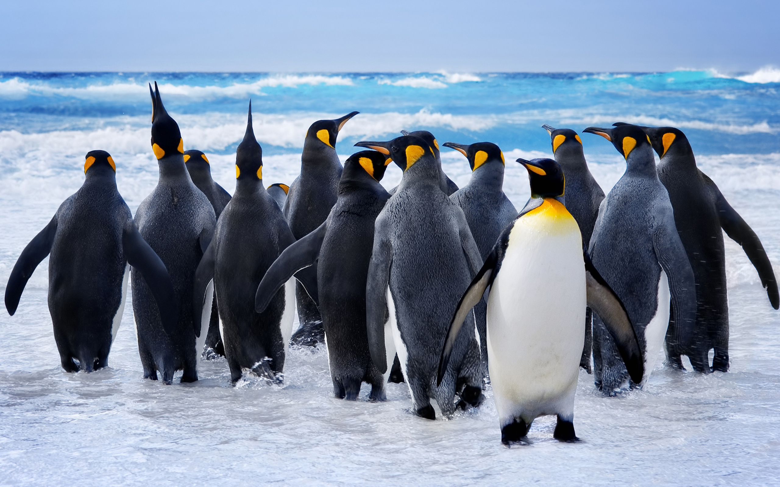 Стая пингвинов на льду у моря