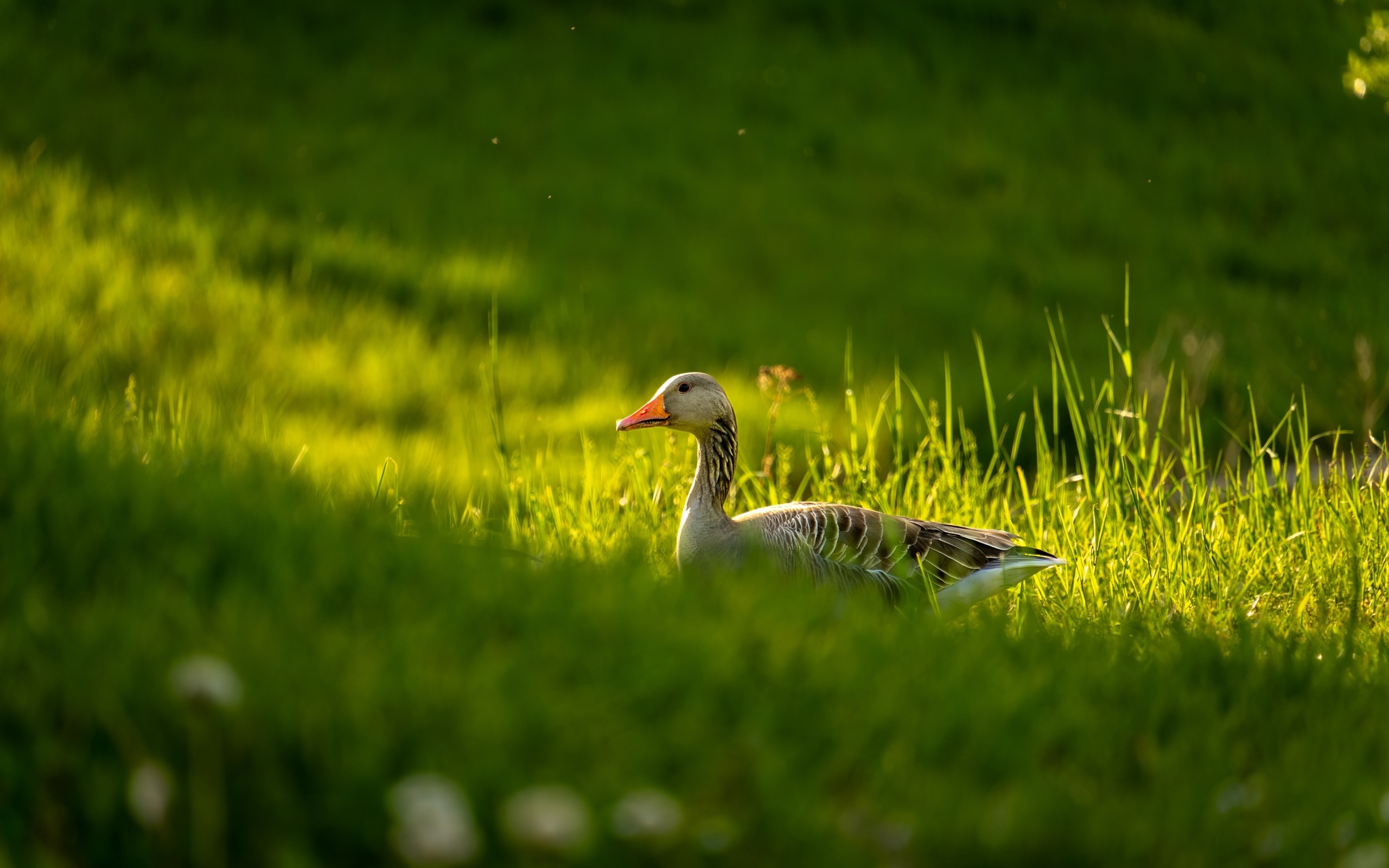 Большой серый гусь гуляет по зеленой траве