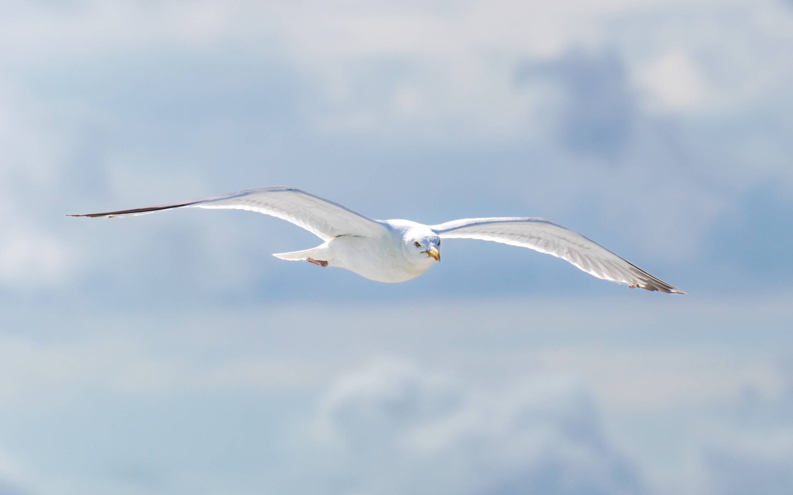 Белая чайка летит в облаках