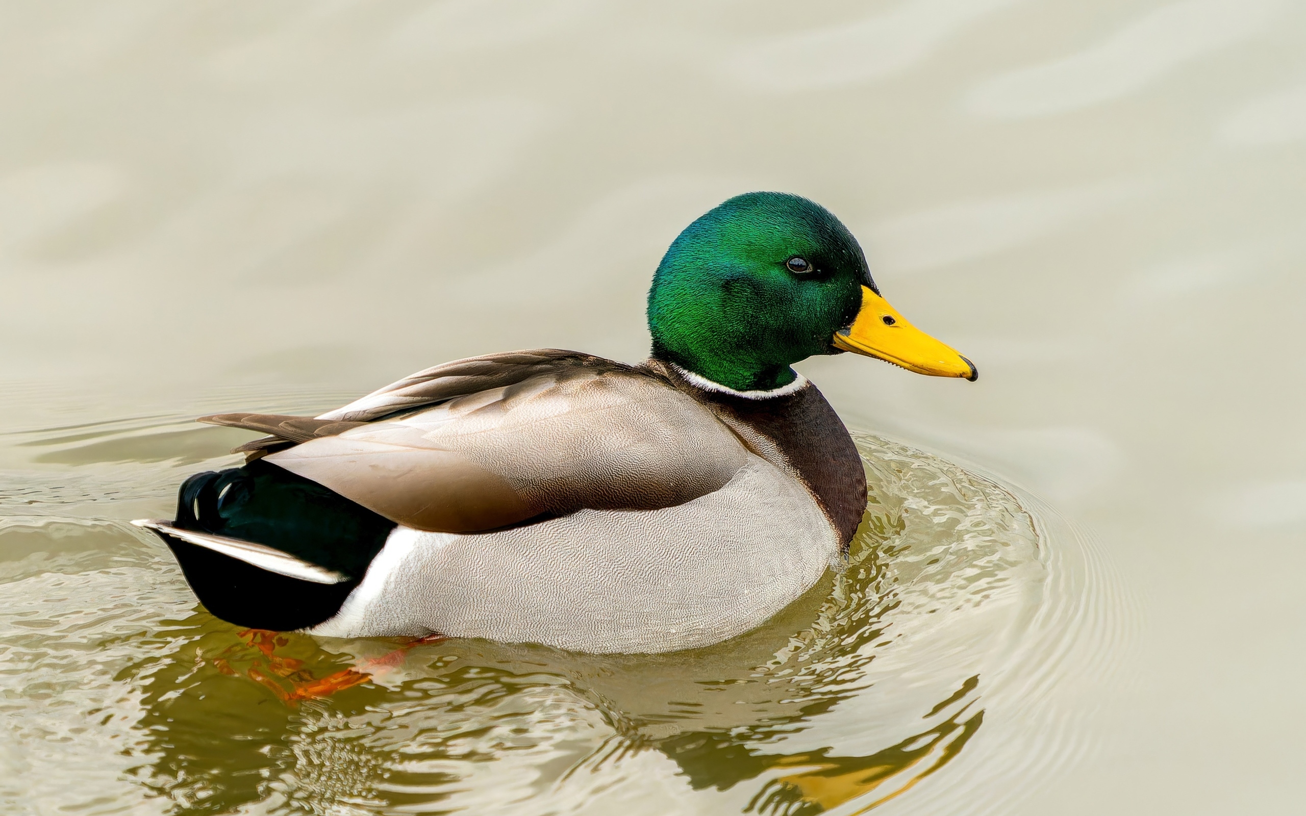 Дикий селезень с зеленой головой плавает в воде