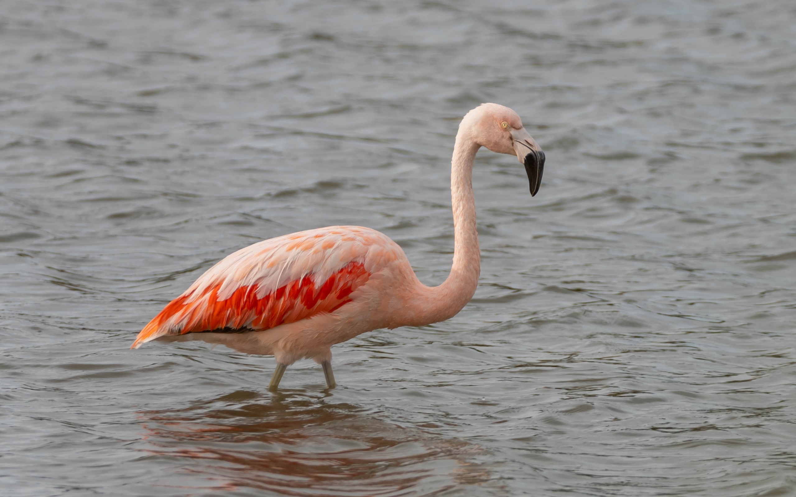 Большой розовый фламинго в воде