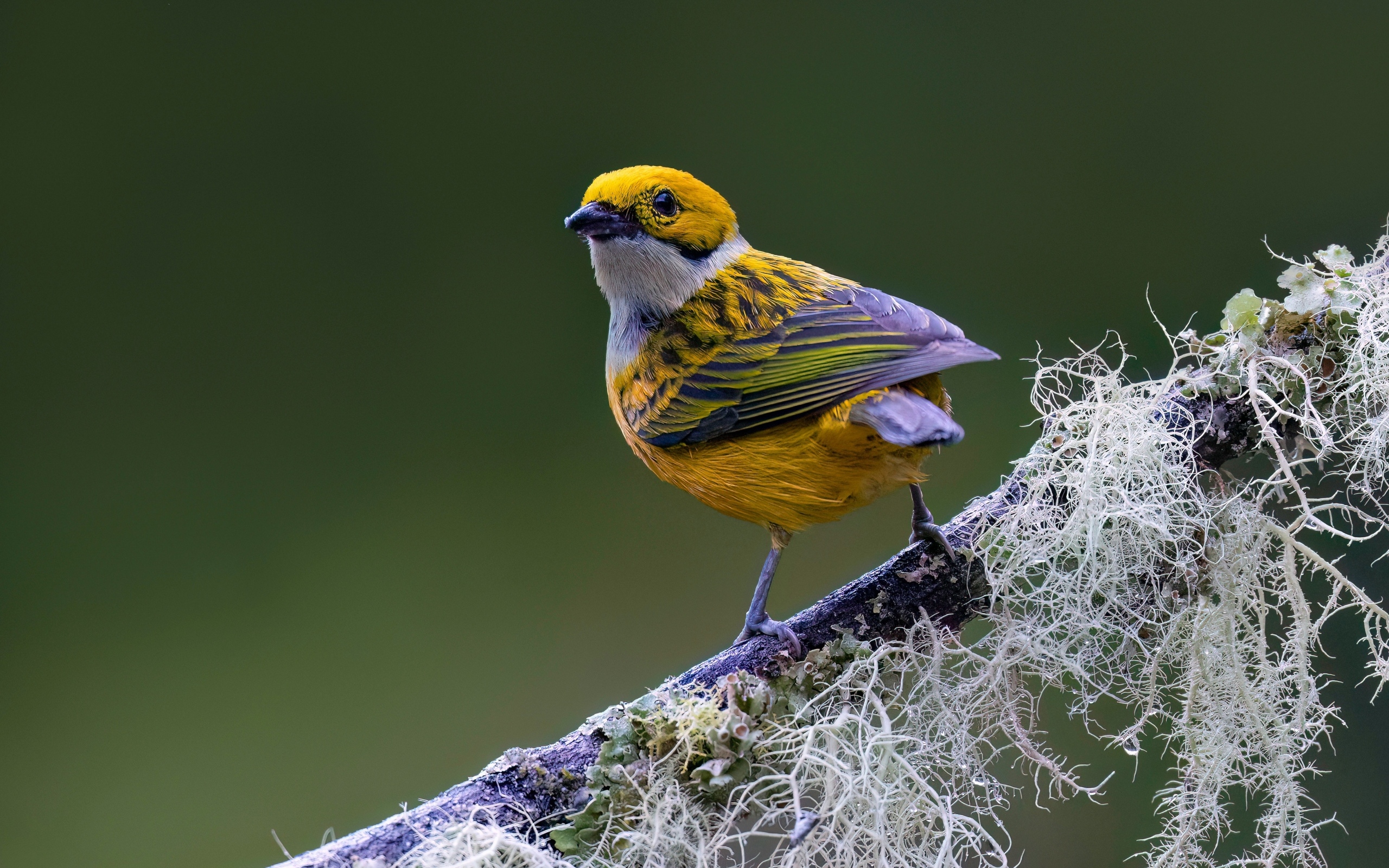 Птица вьюнок сидит на ветке