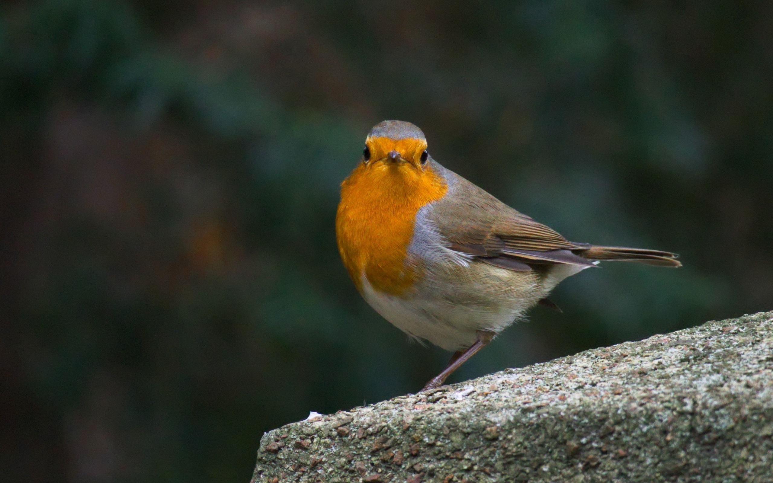 Птица вьюнок сидит на бетонной плите