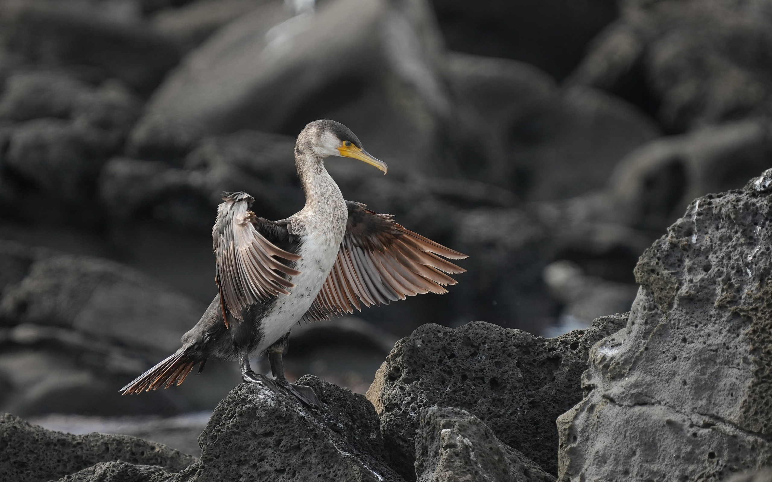 Черный баклан охотится на камне