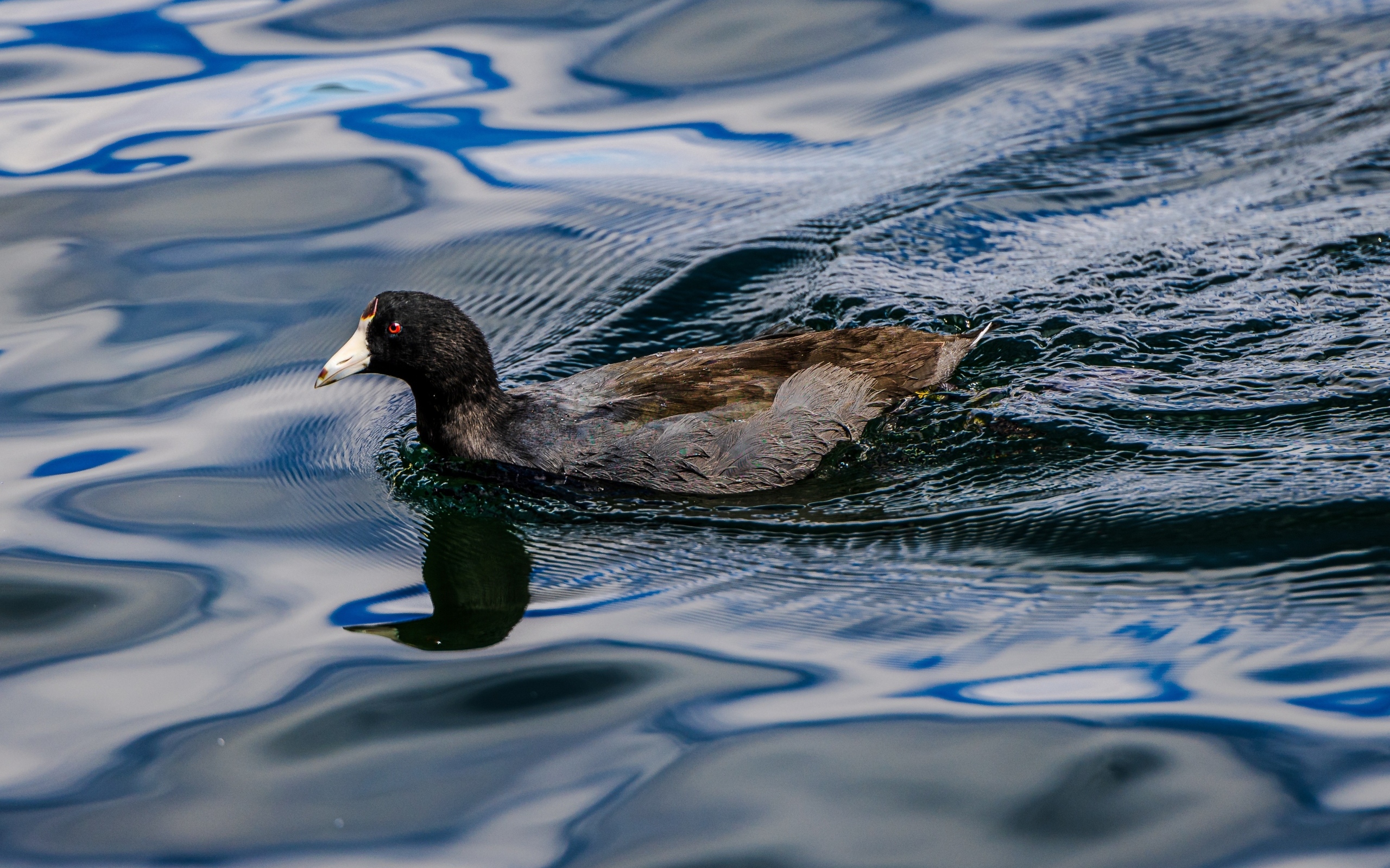 Черная кряква плывет по озеру