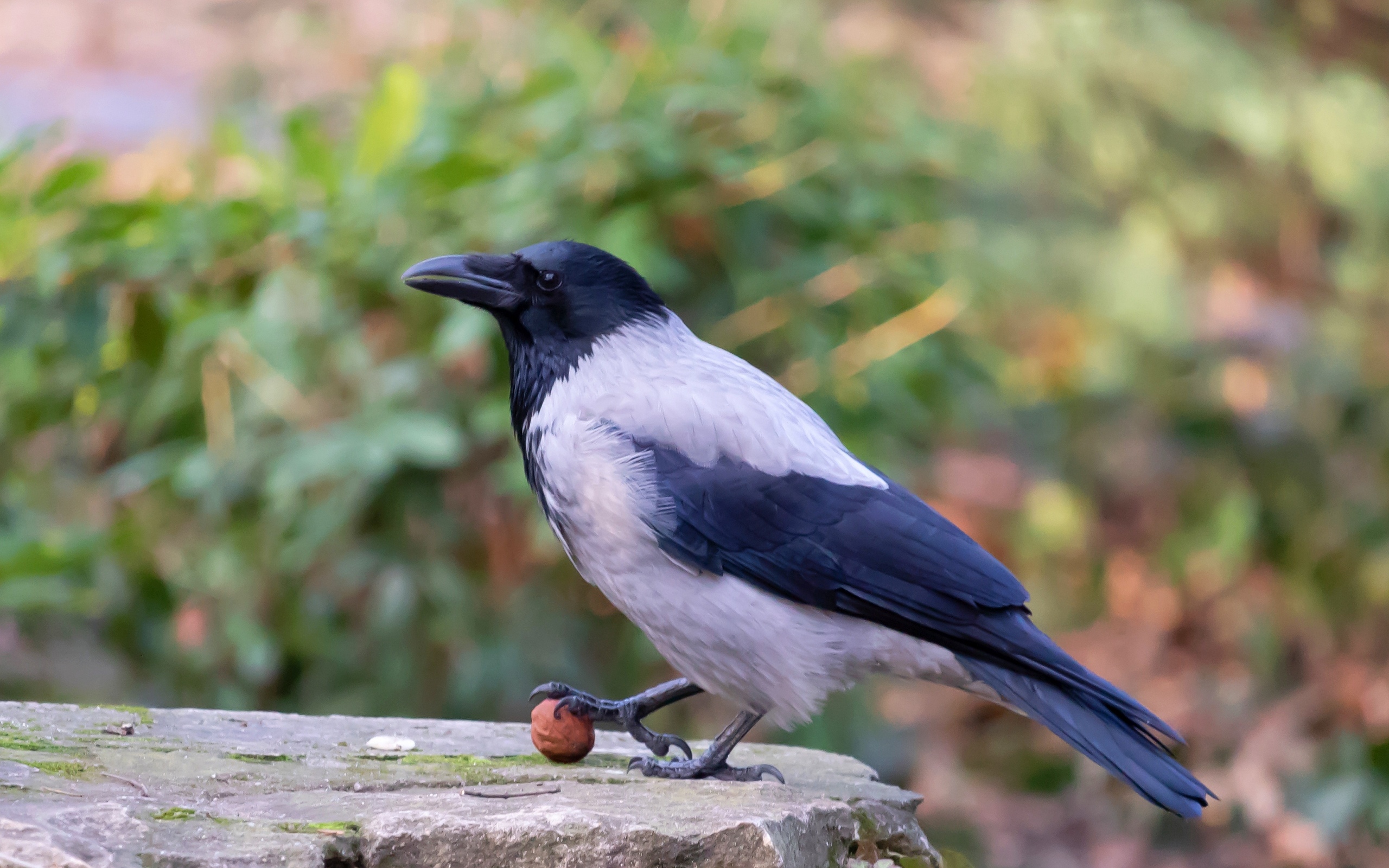 Ворона с орехом на камне