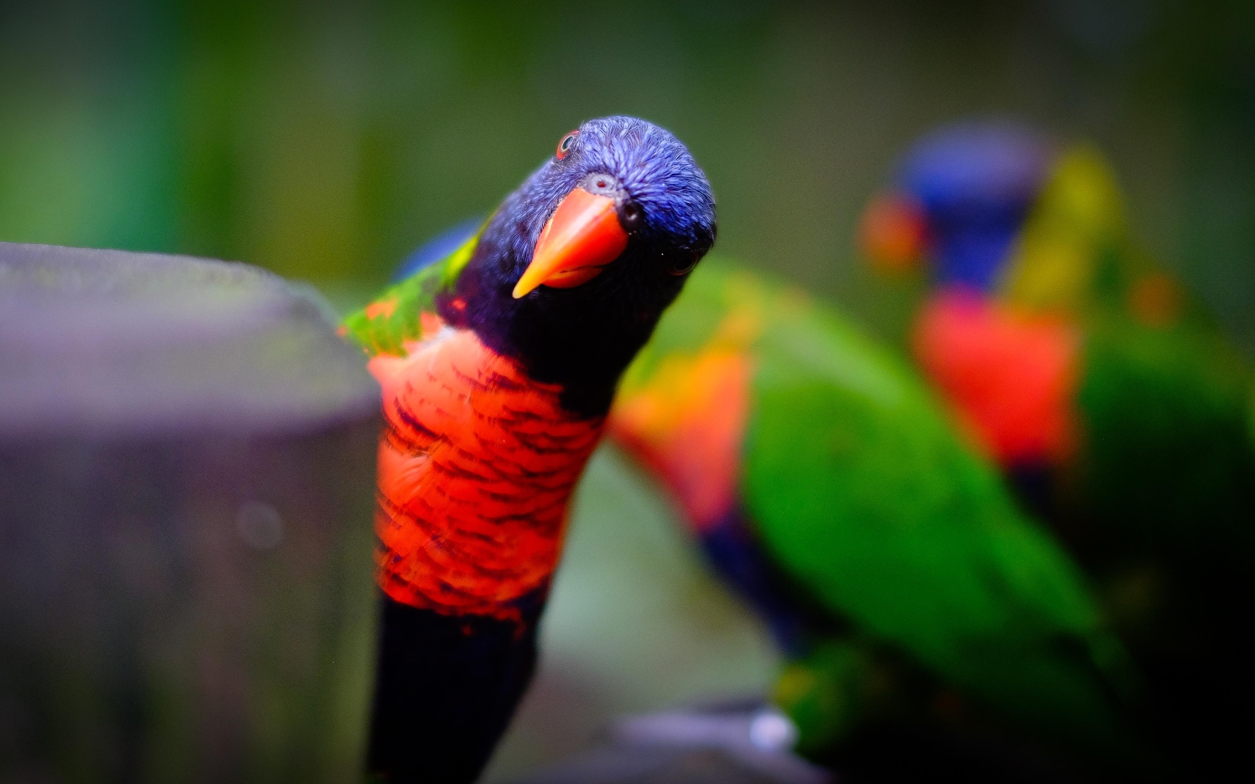 Любопытный синеголовый попугай