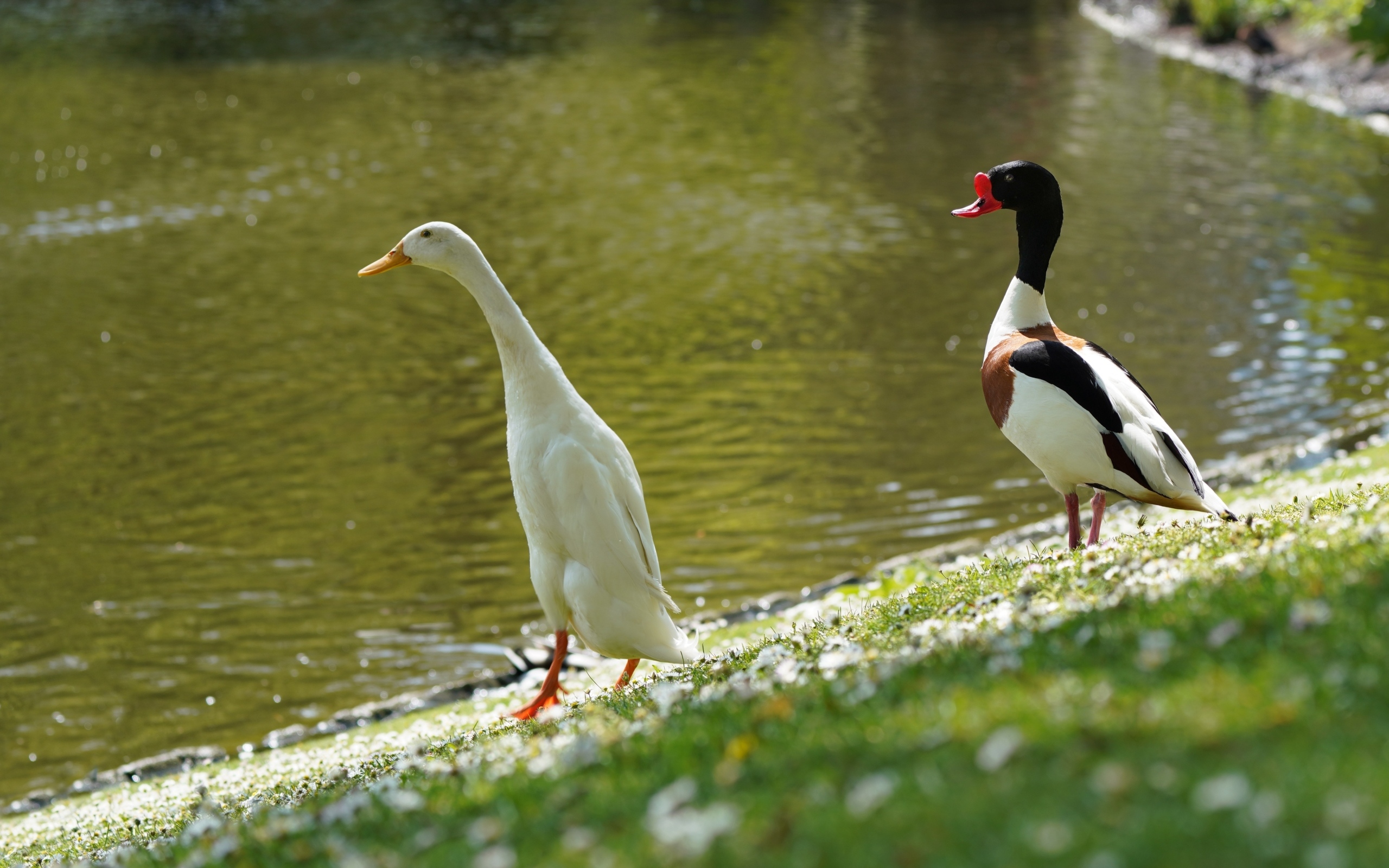 Утка и гусь у воды
