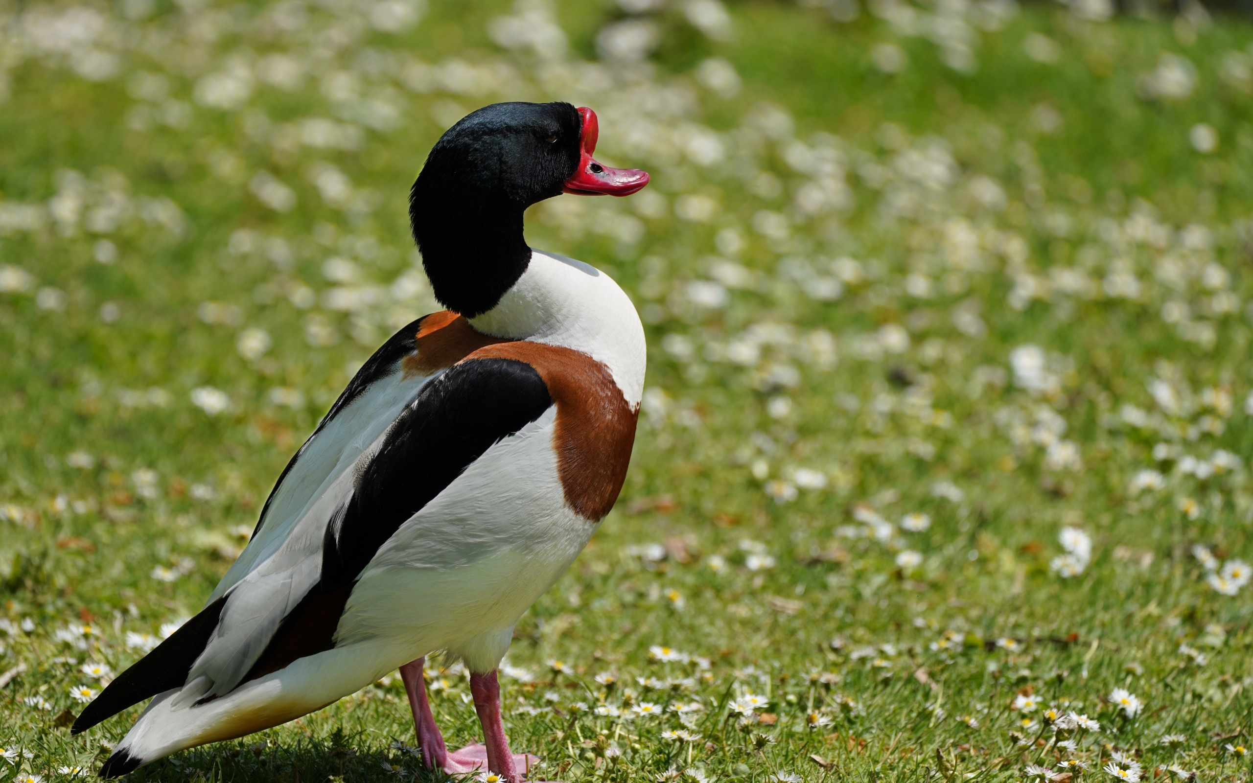 Утка стоит на зеленой траве