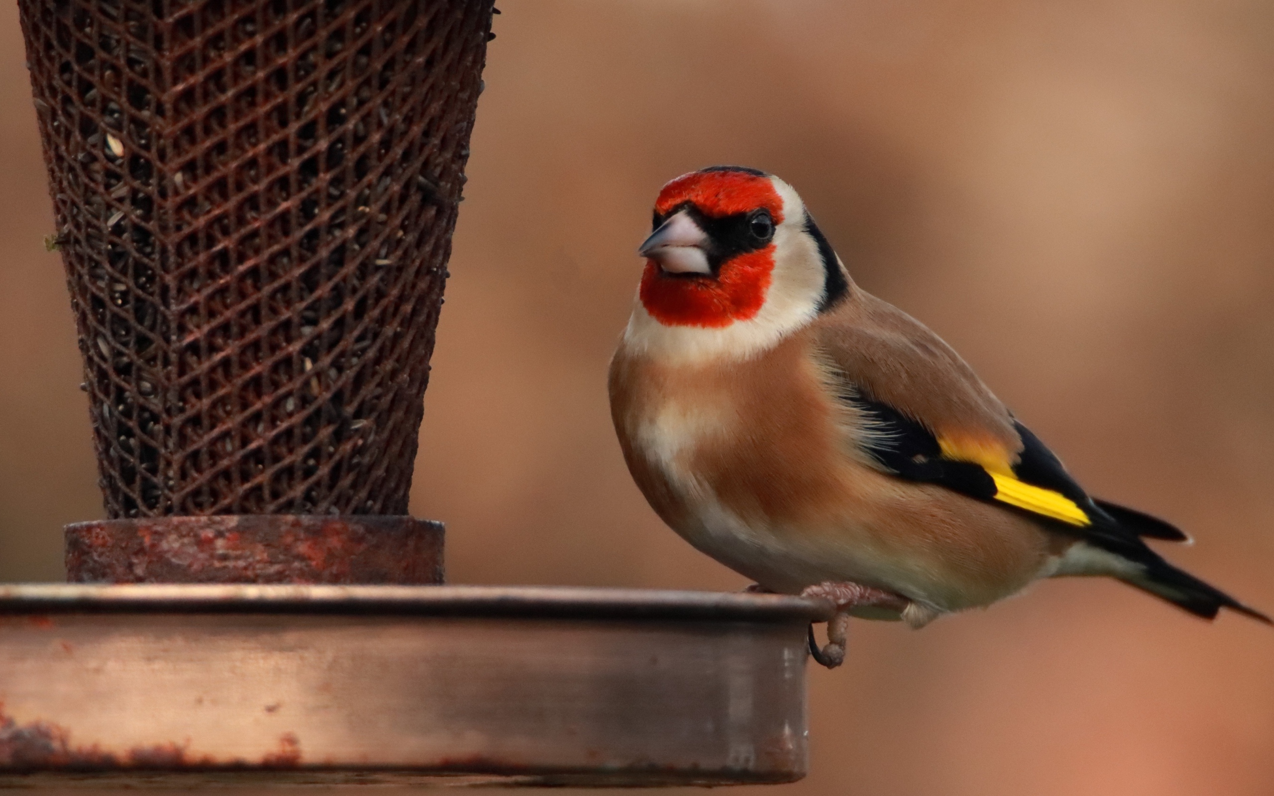 Птица щегол у кормушки