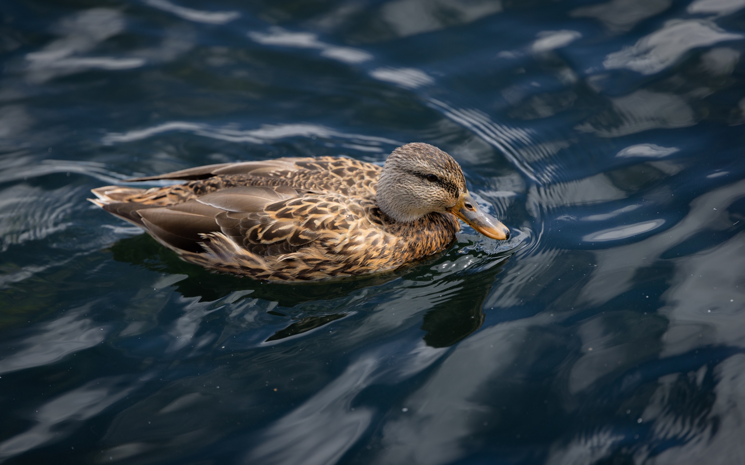 Серая утка плавает в спокойной воде