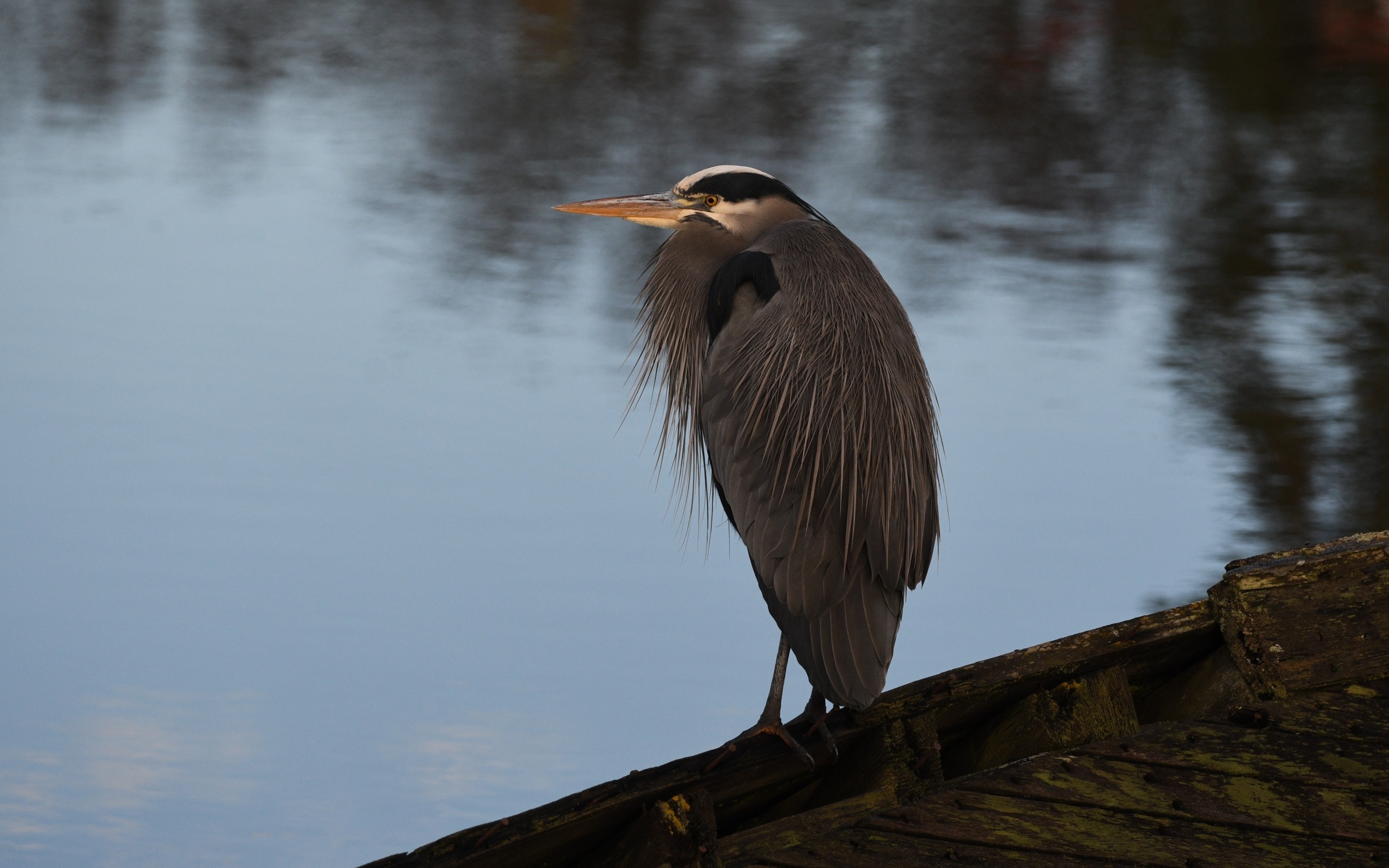 Серая цапля сидит у воды