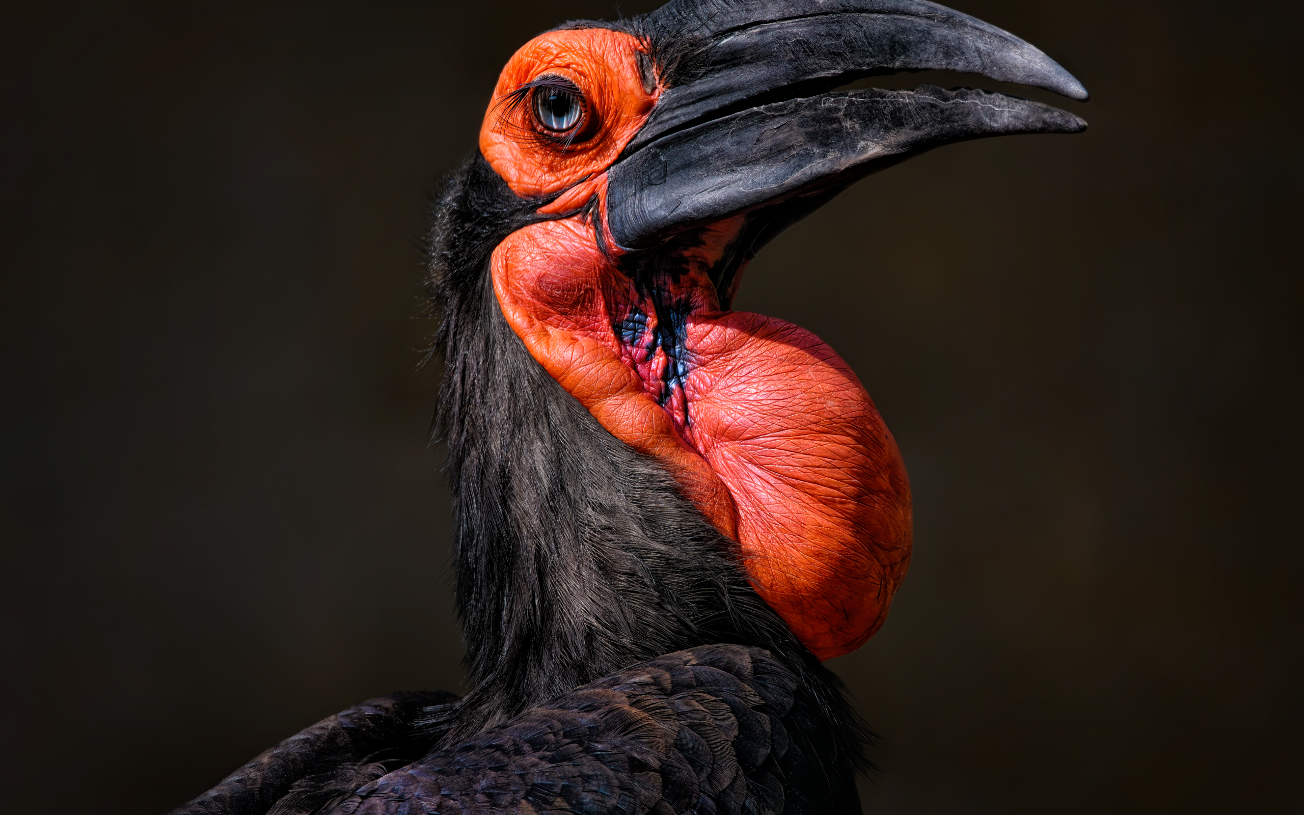 Большая птица калао на черном фоне