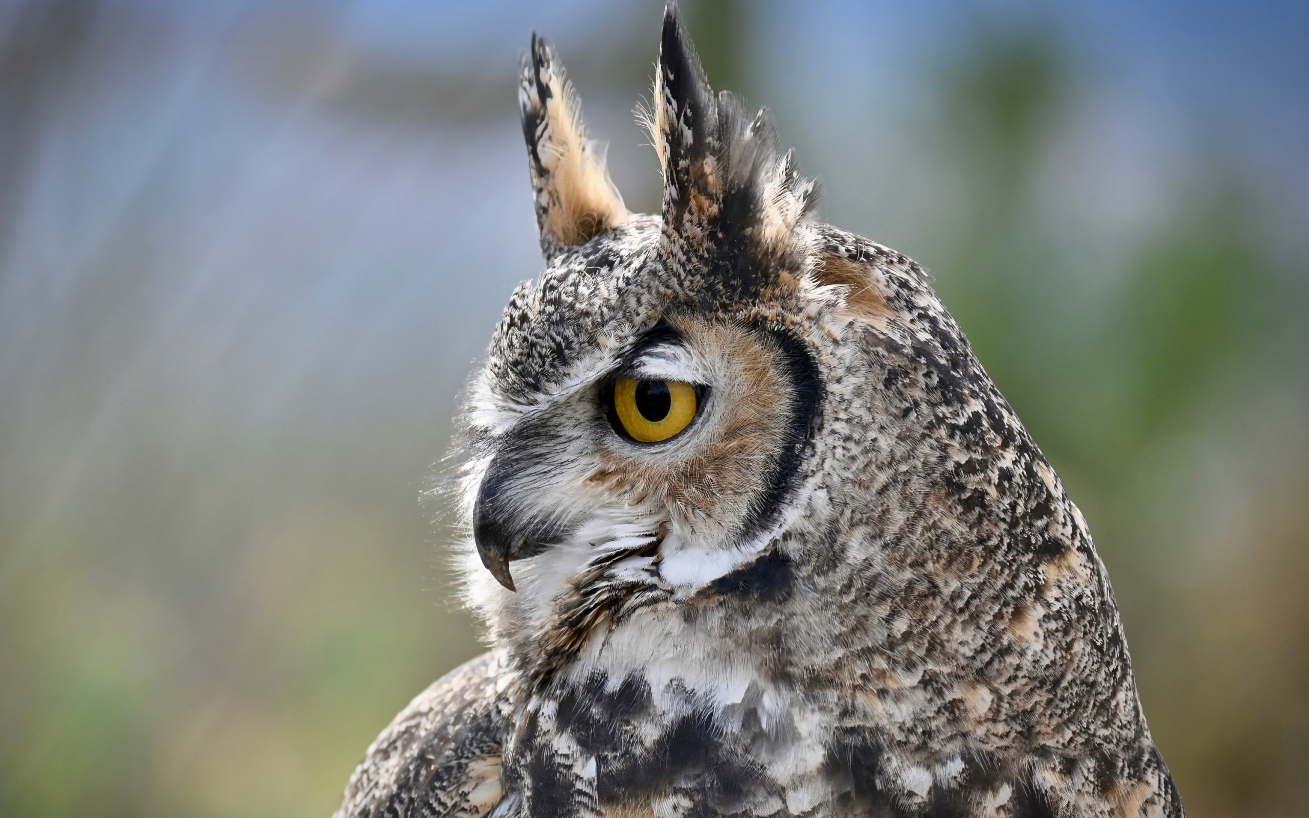 Большая рогатая сова