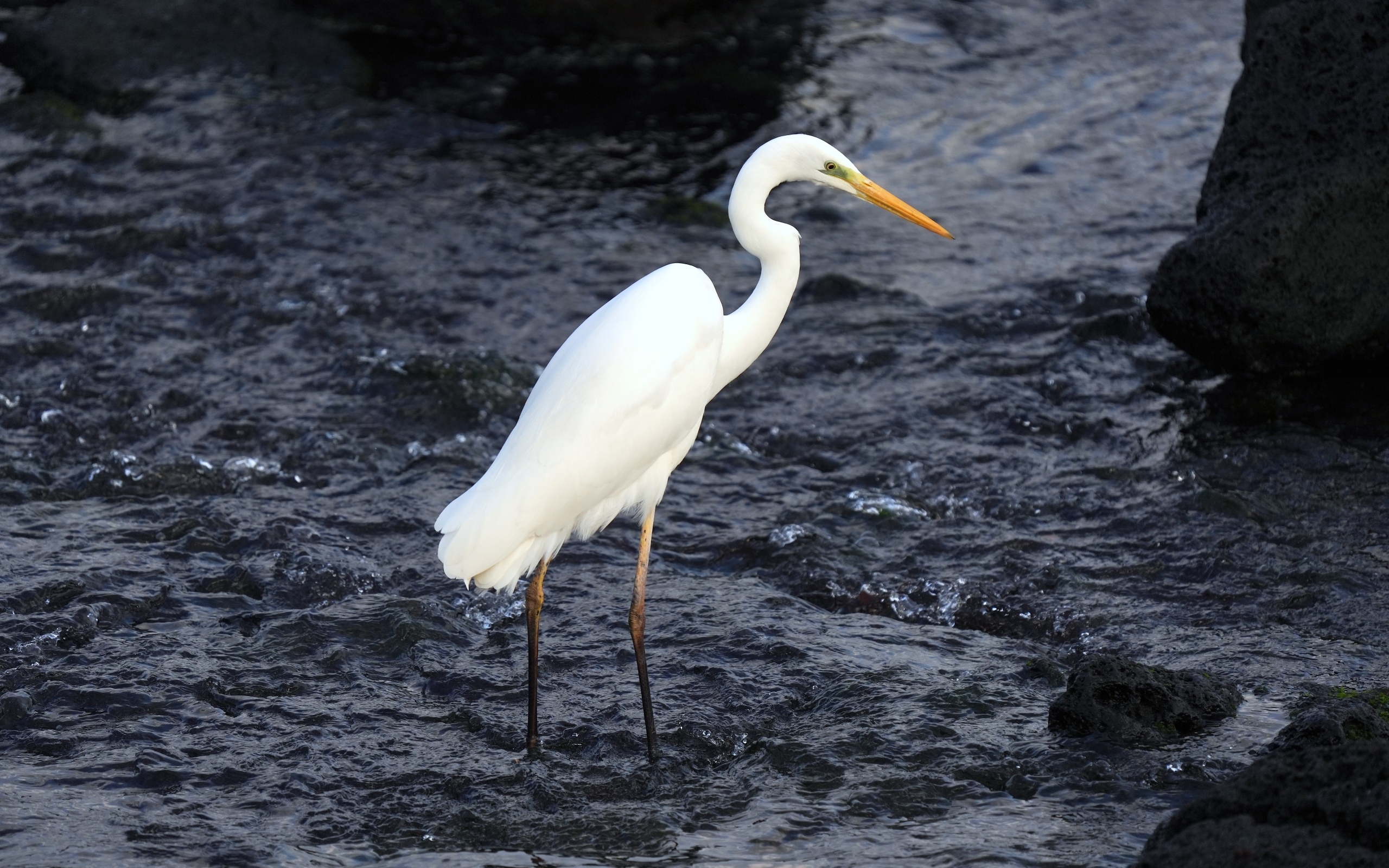 Большая белая цапля стоит в воде