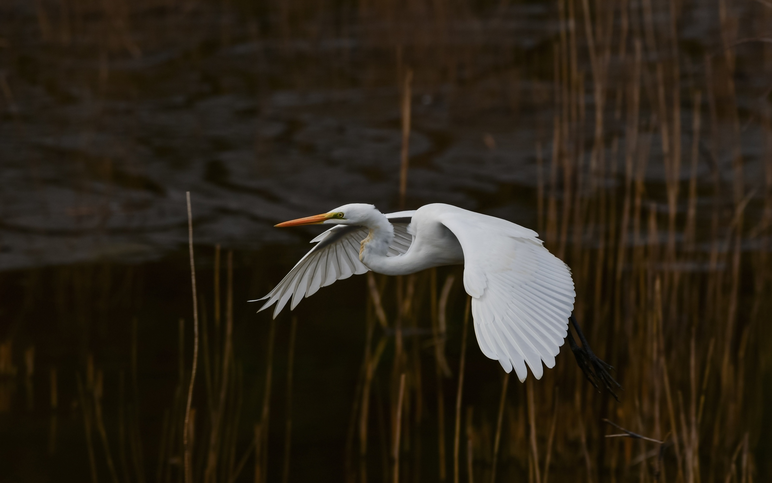 Большая белая цапля летит над водой