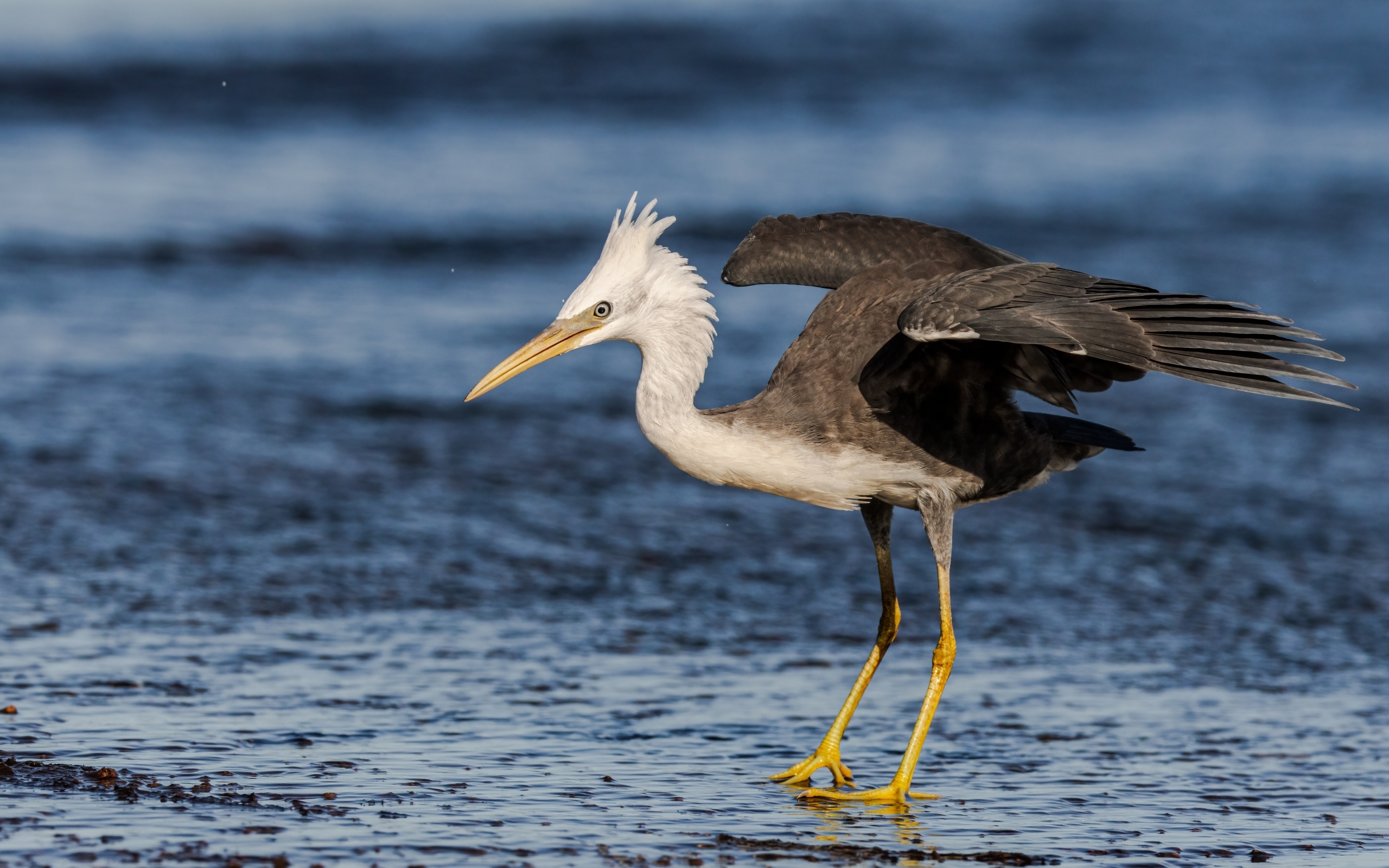 Большая цапля на мокром асфальте