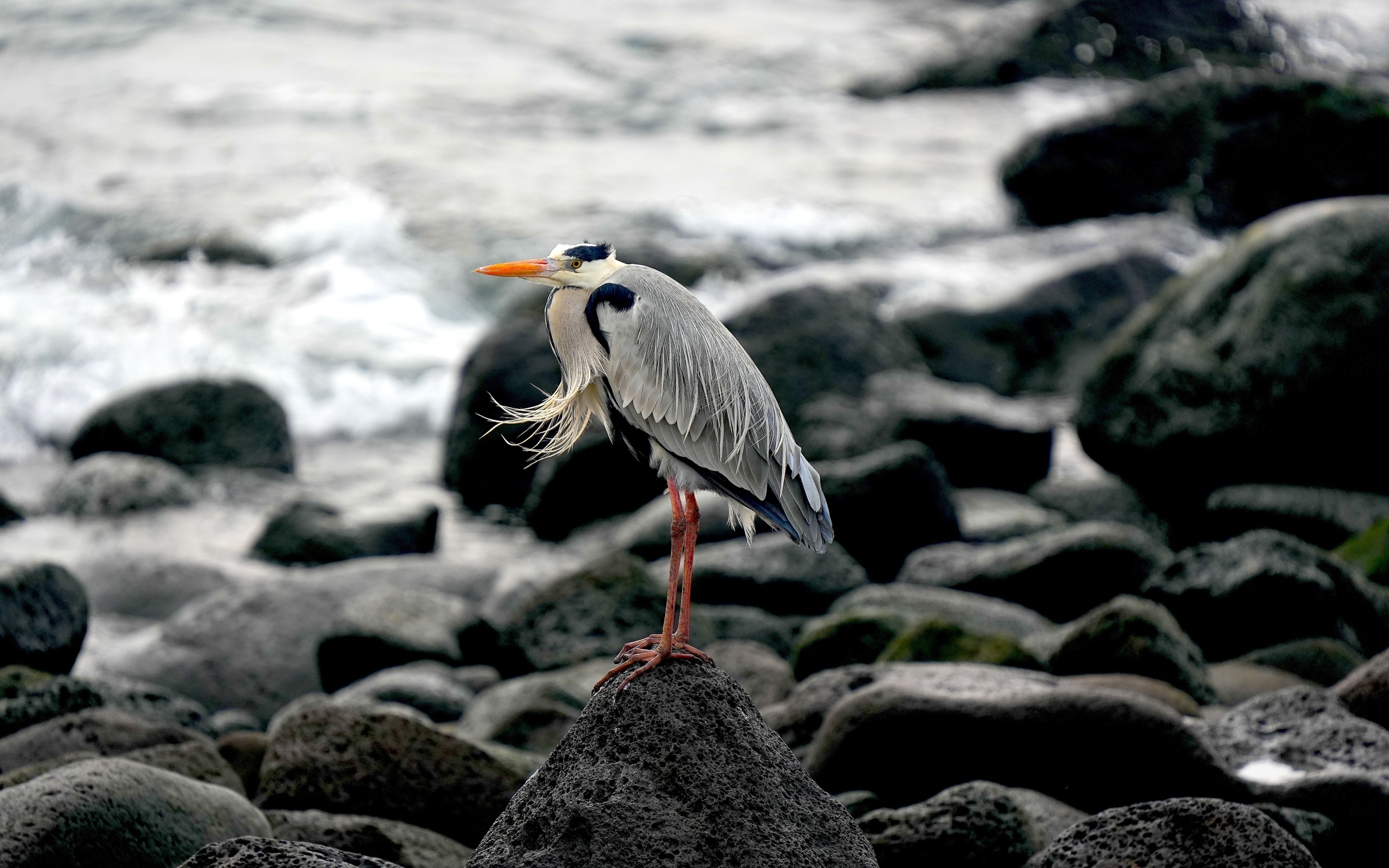 Большая серая цапля стоит на камне у воды