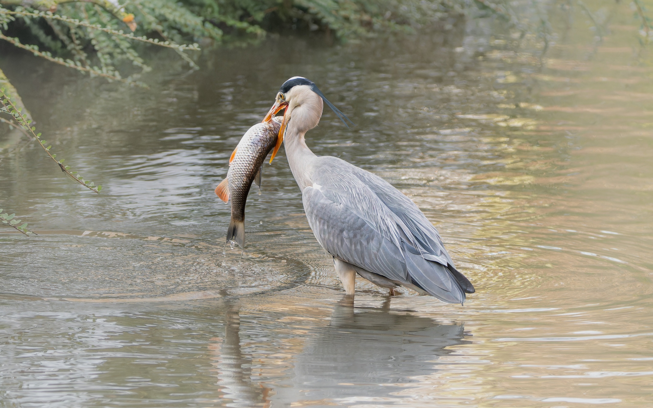 Большая серая цапля с рыбой в воде