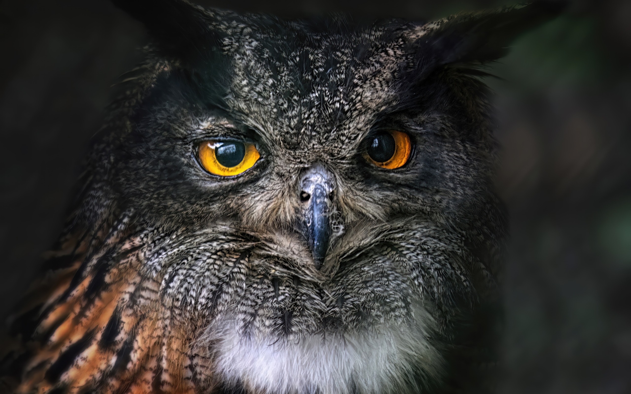 Большая ушастая сова с желтыми глазами