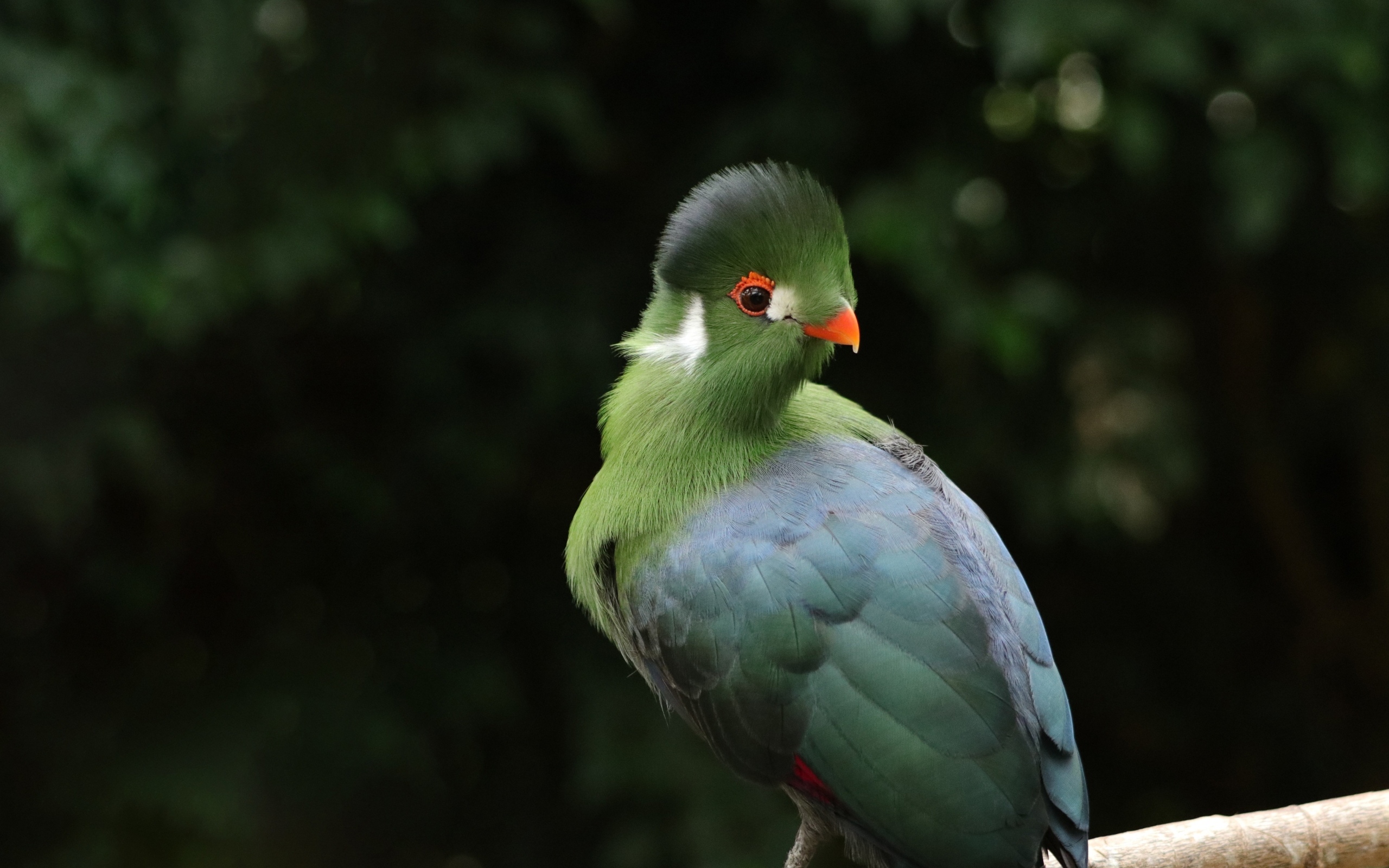 Зеленый белощекий турако на ветке