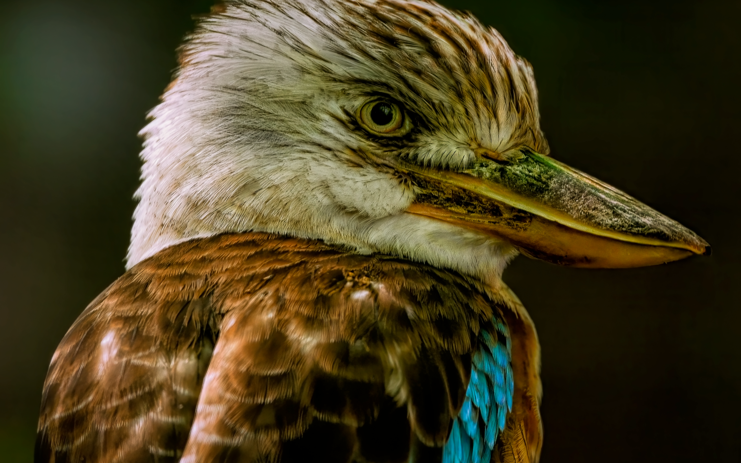 Голова птицы кукабарра крупным планом