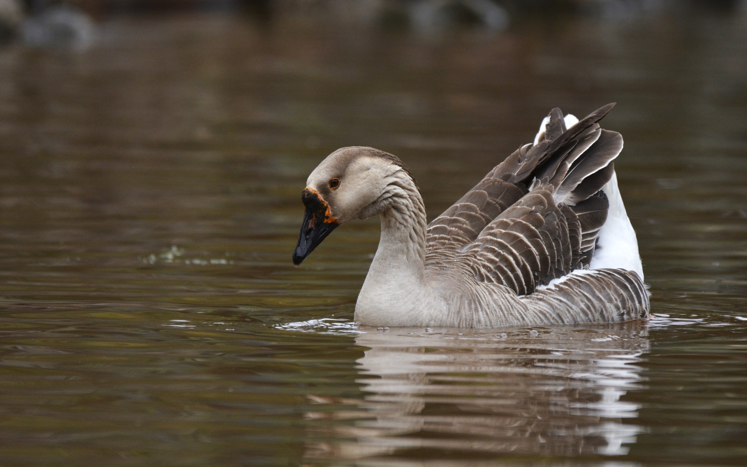Большой серый домашний гусь плавает в воде