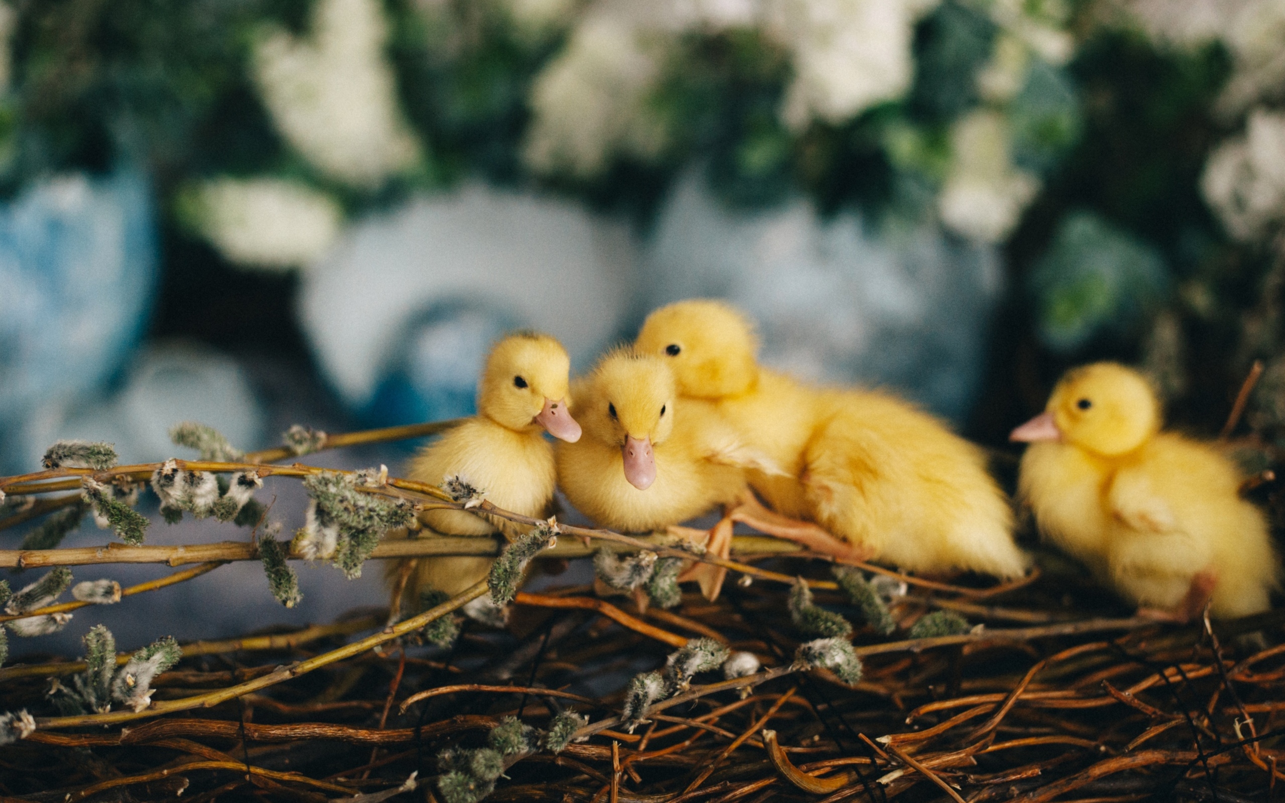 Маленькие желтые утята в гнезде
